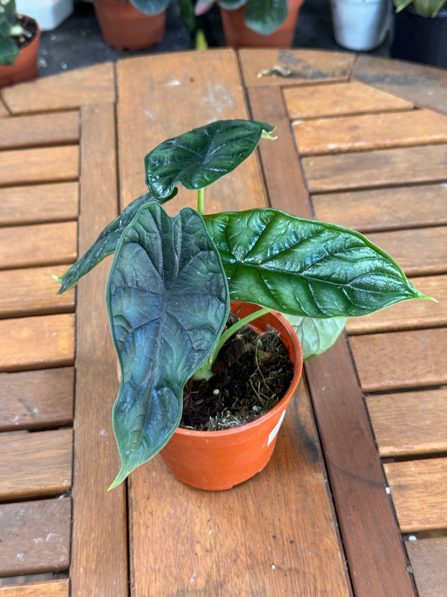 Alocasia Dragon Scale