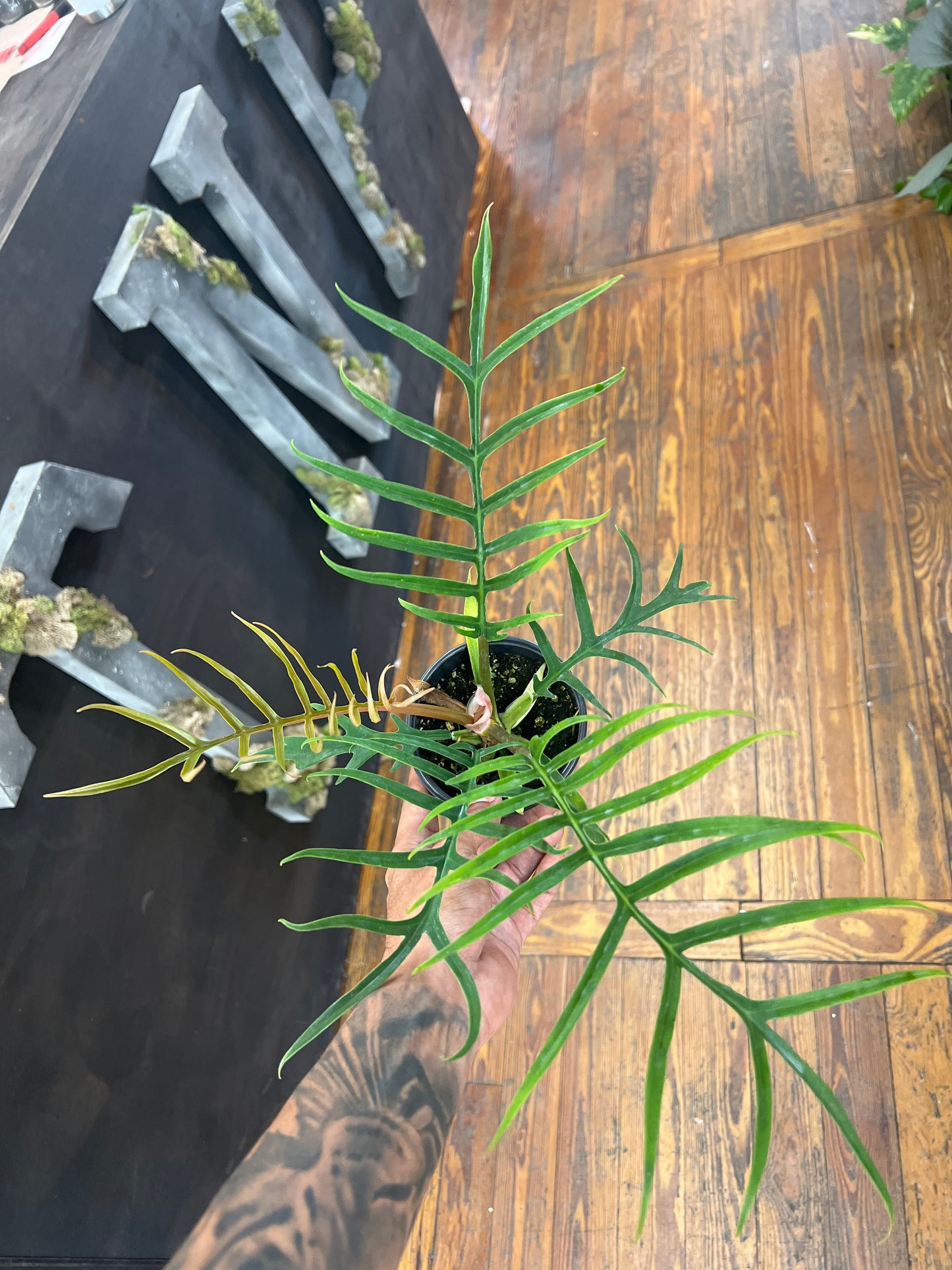Philodendron Tortum 4β