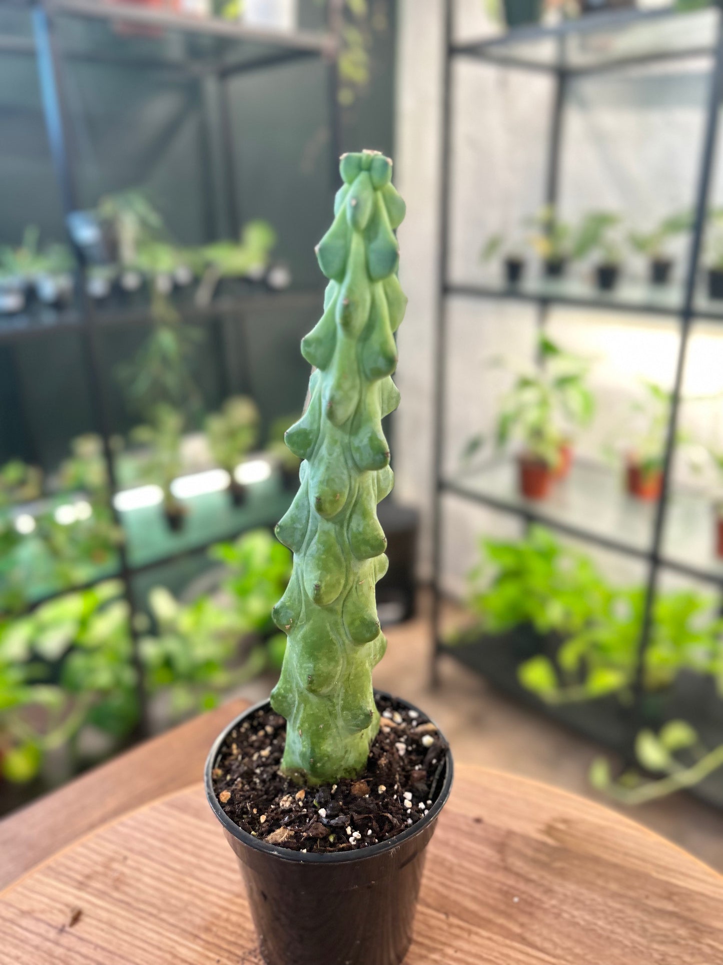 Boobie Cactus