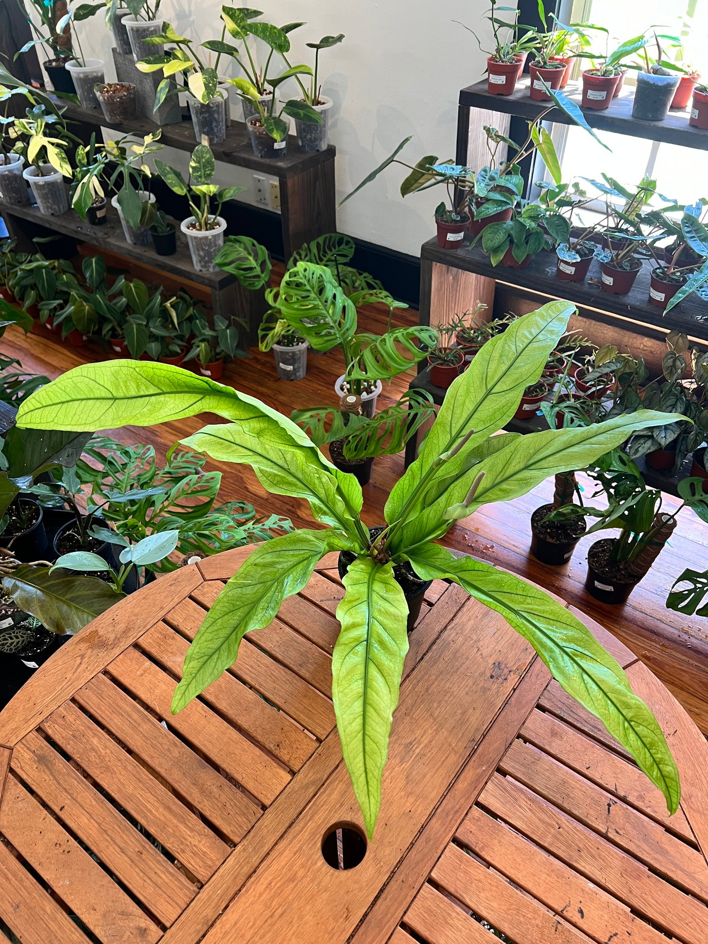 Anthurium Tubtim 6”