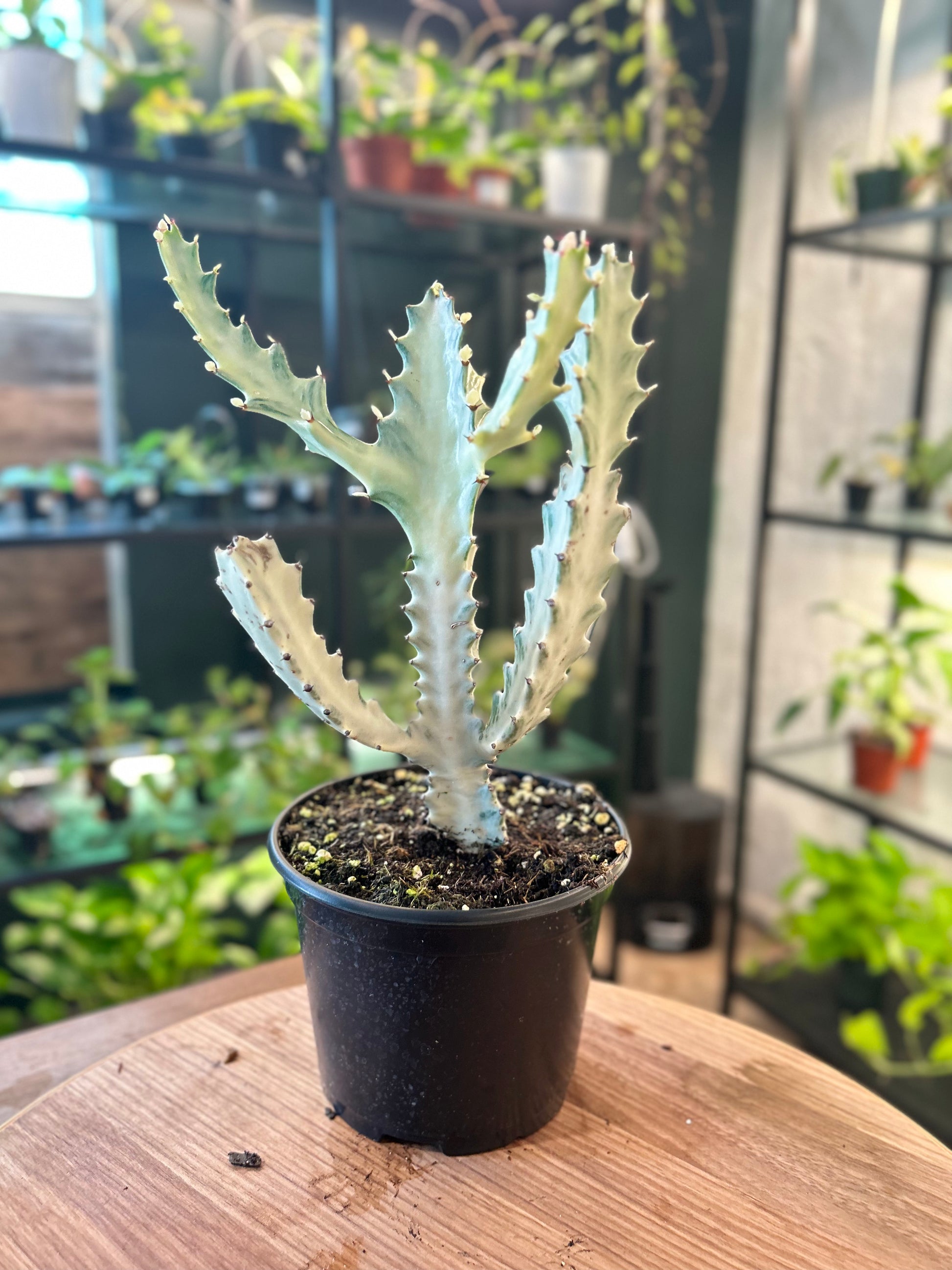 Euphorbia Lactea Ghost Cactus