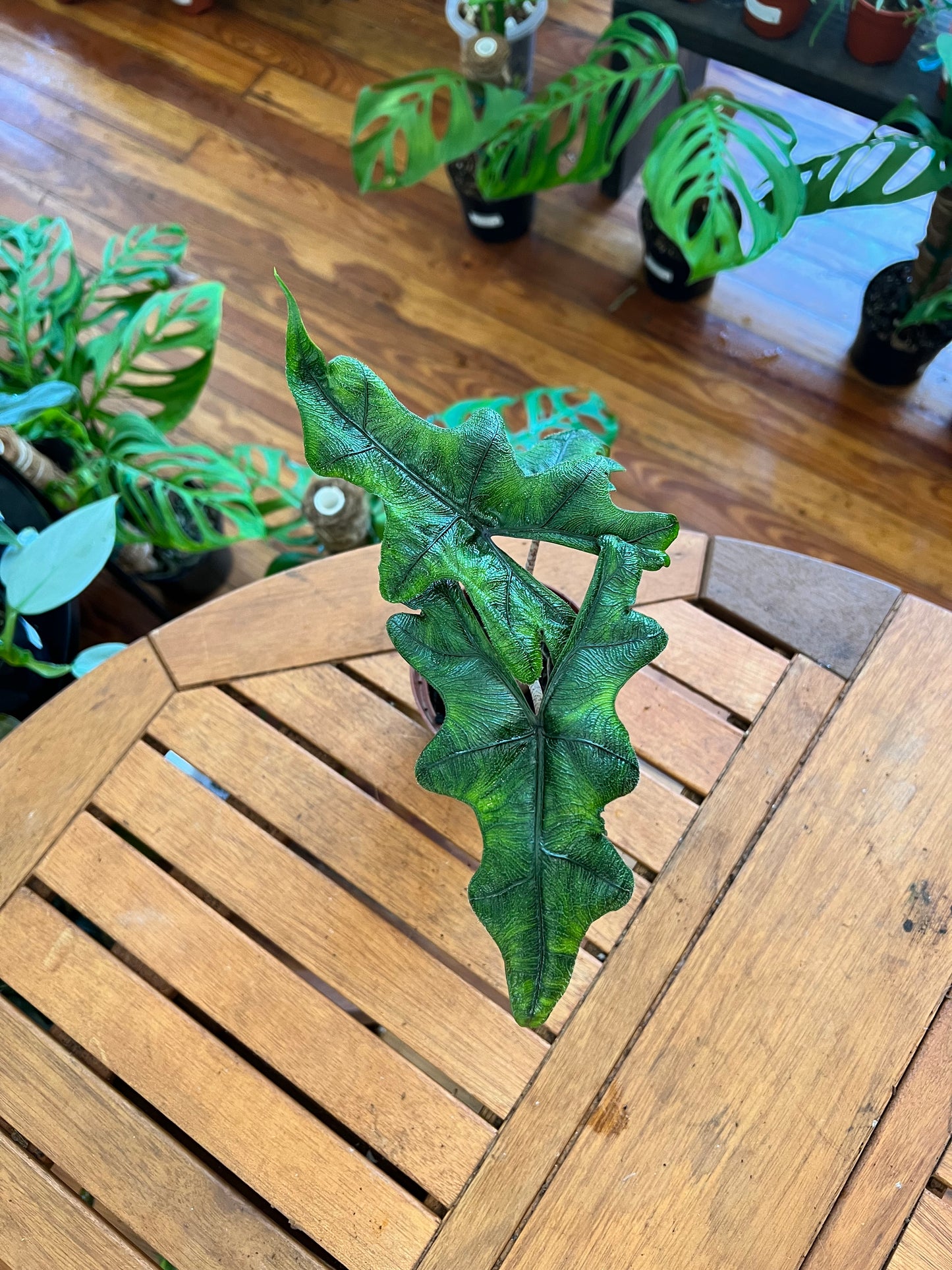 Alocasia Jacklyn 4”