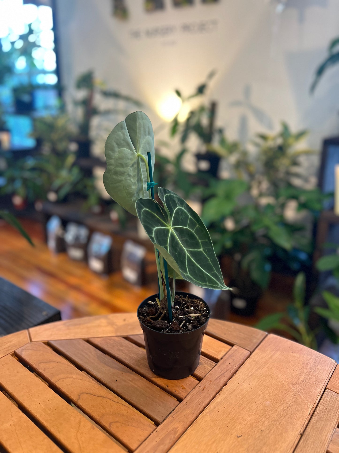 Anthurium Clarinervium