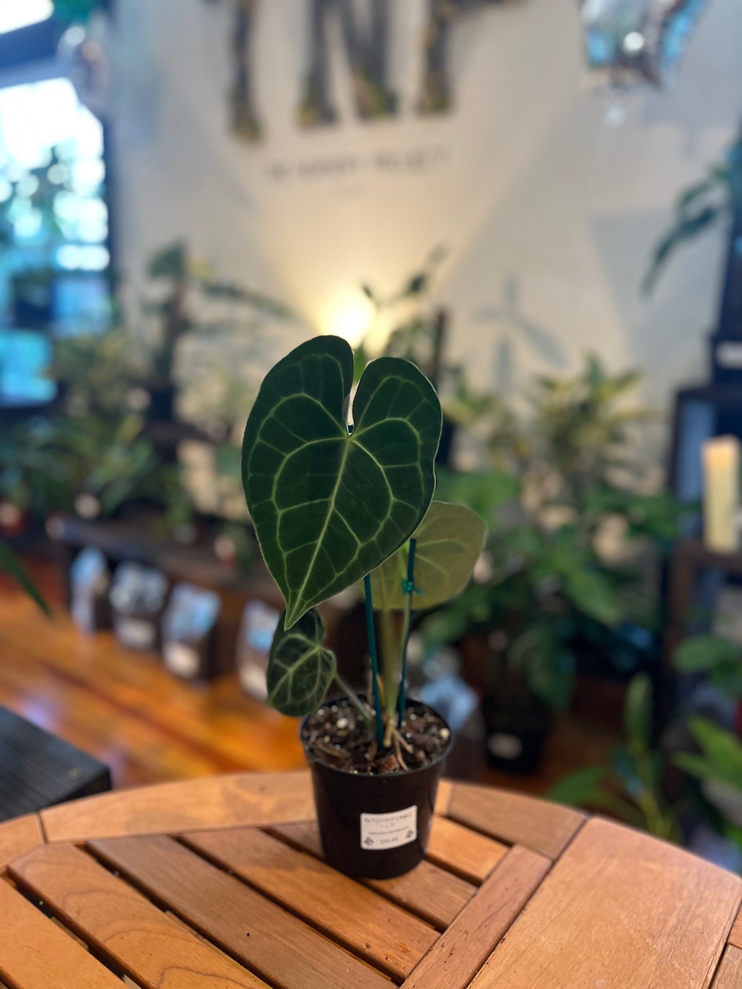 Anthurium Clarinervium
