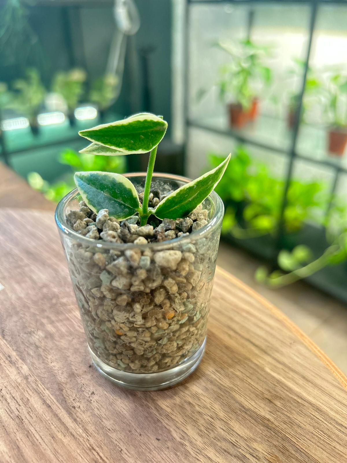 Hoya Bella Outer Variegated - Cutting