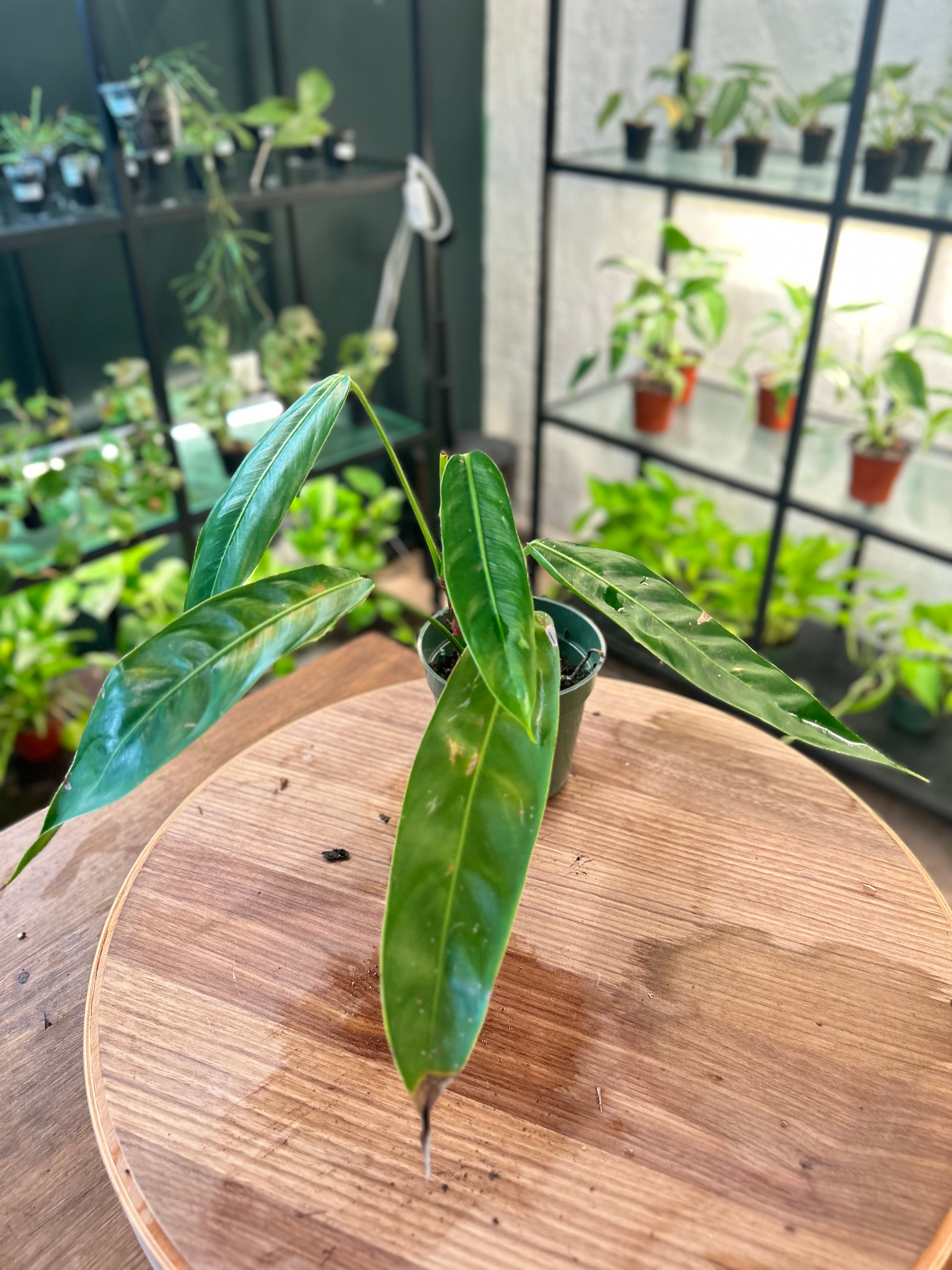 Philodendron Patriciae