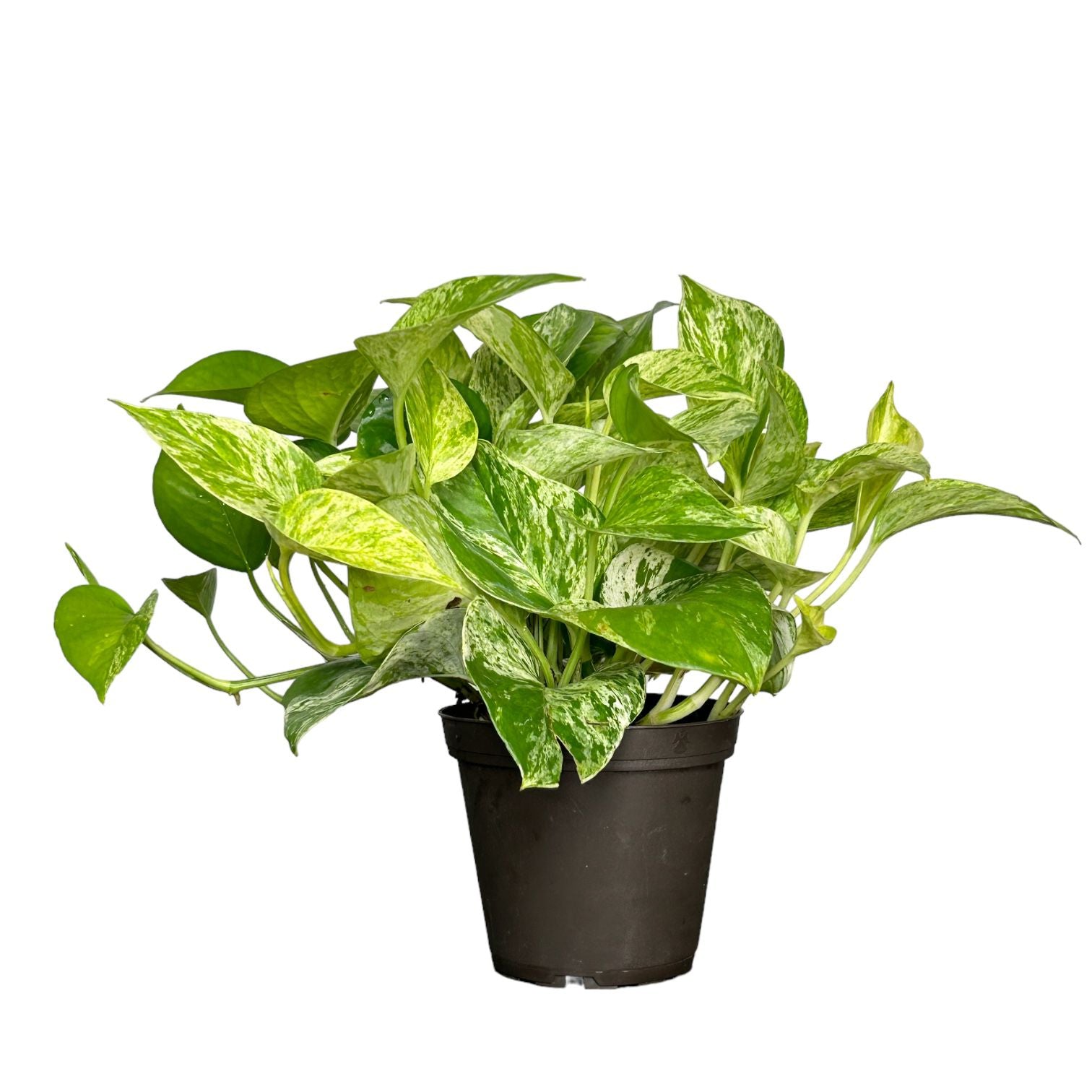 Pothos – The Nursery Project USA