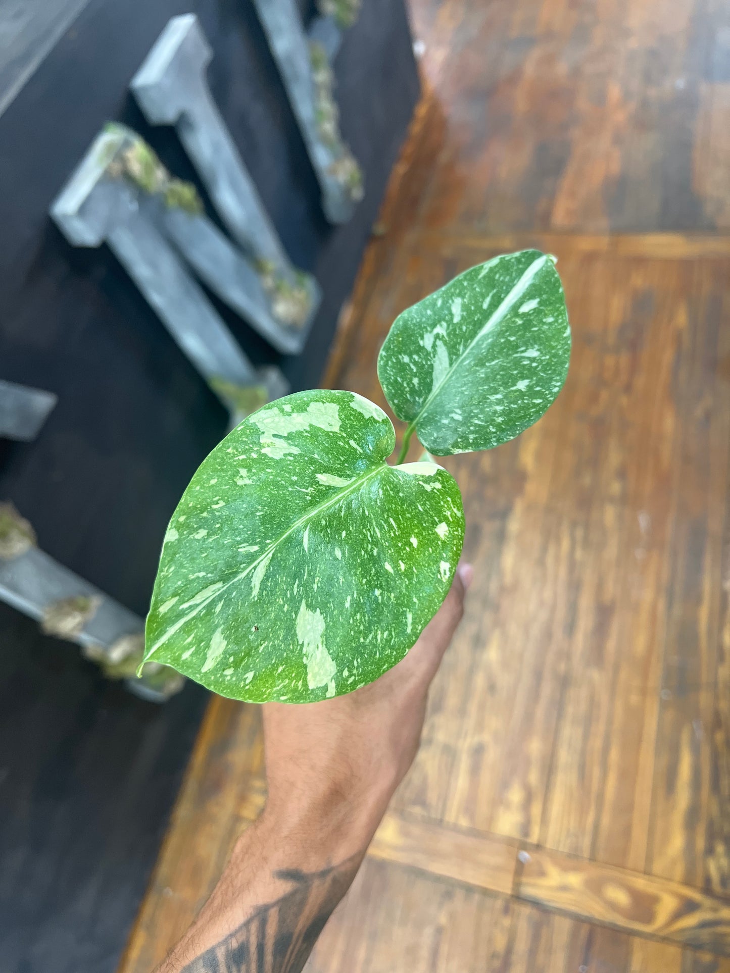 Monstera Thai Constellation 2”