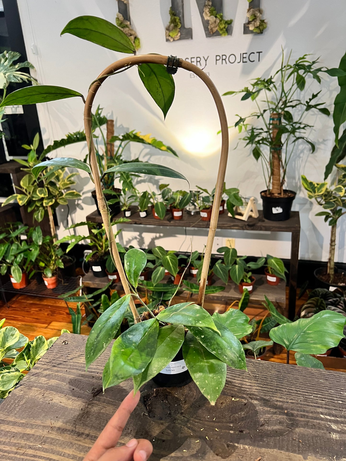 Hoya Juannguoiana 4” - Rooted Plant