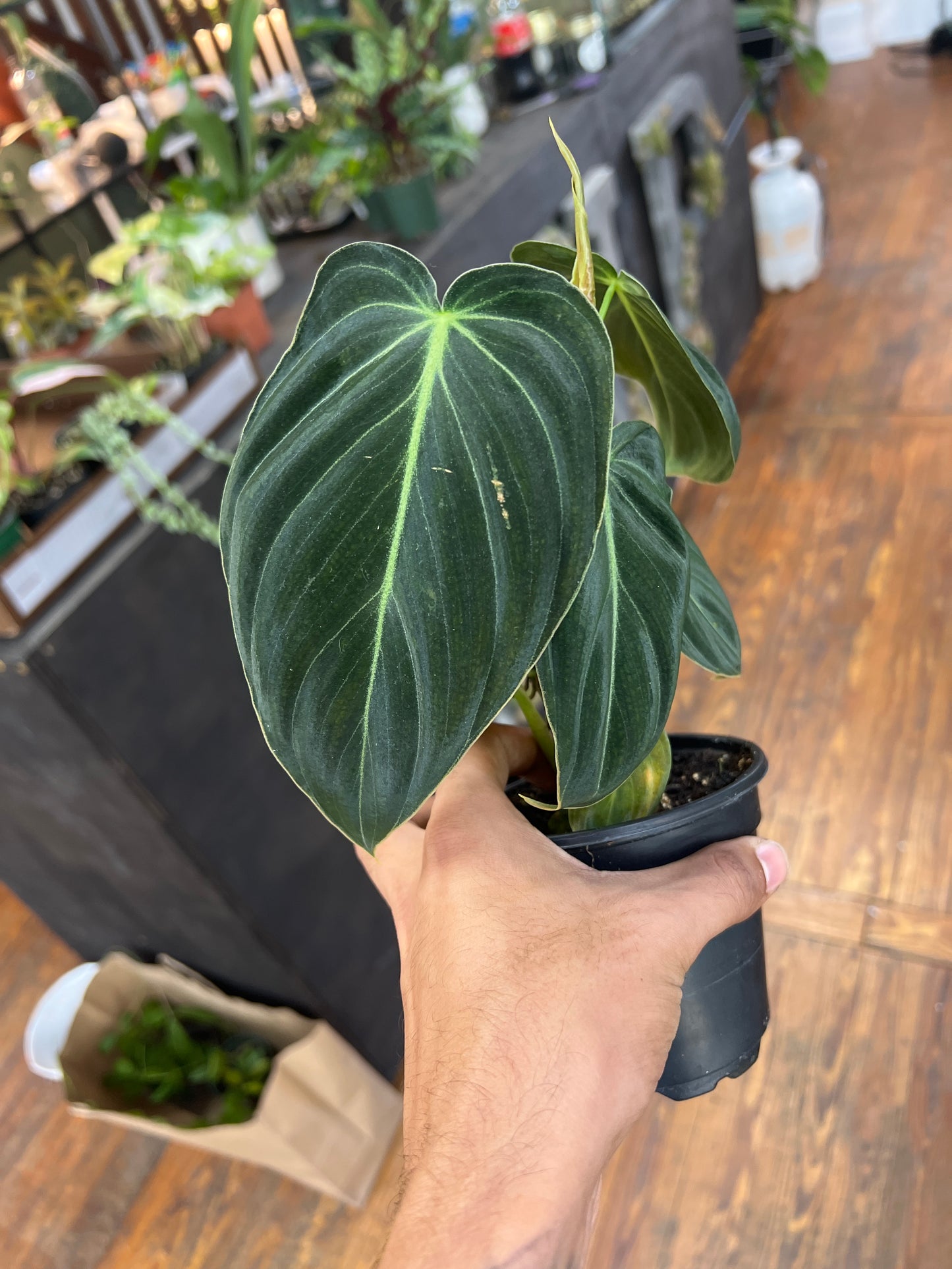 Philodendron Melanochrysum 4”