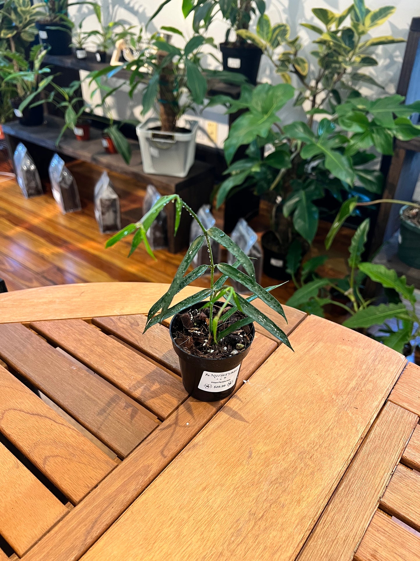 Hoya Pandurata - Rooted Plant