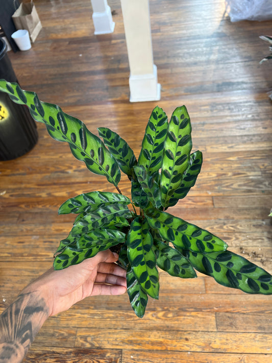 Calathea Rattle Snake