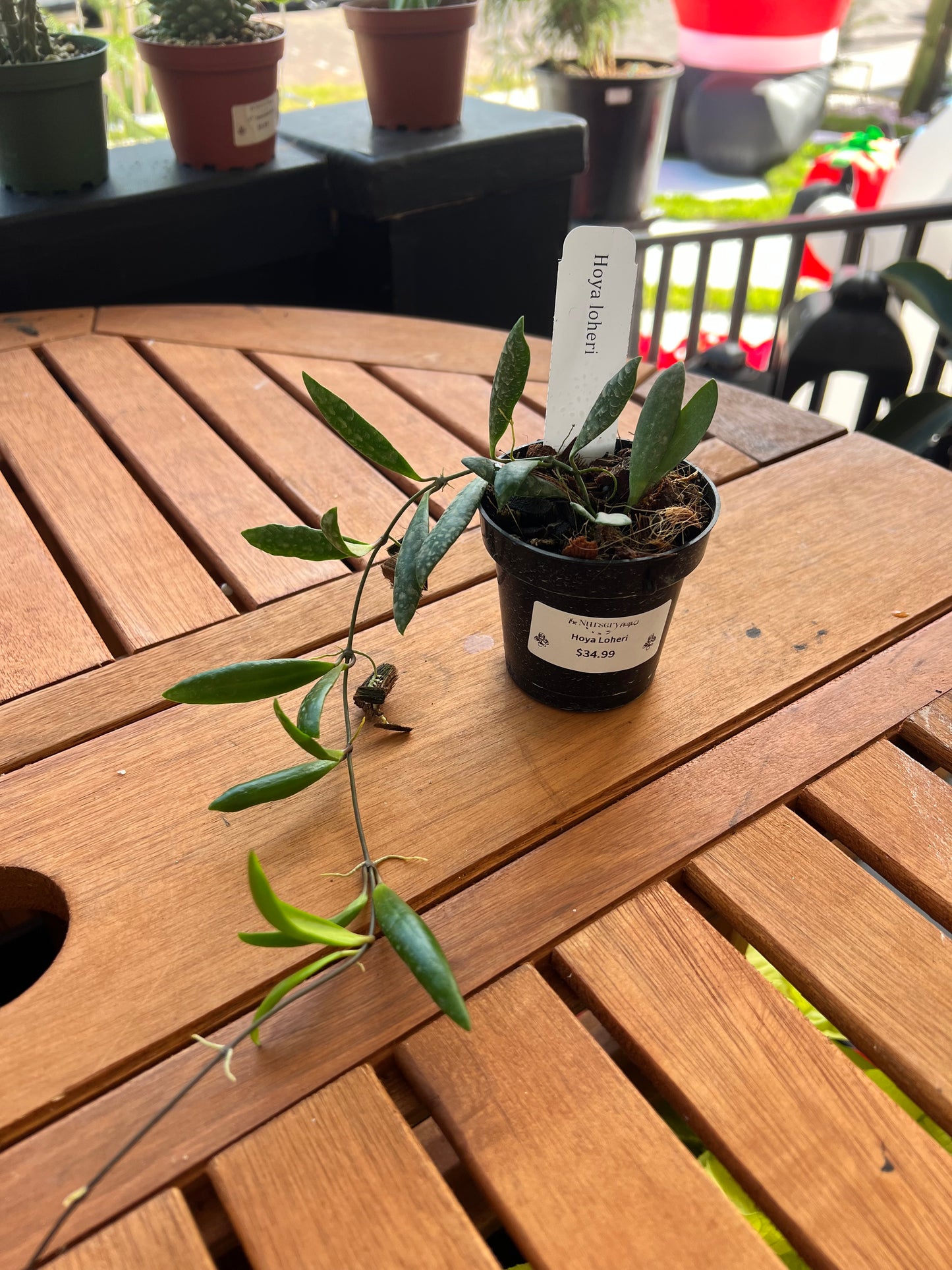Hoya Loheri 3” - Rooted Plant