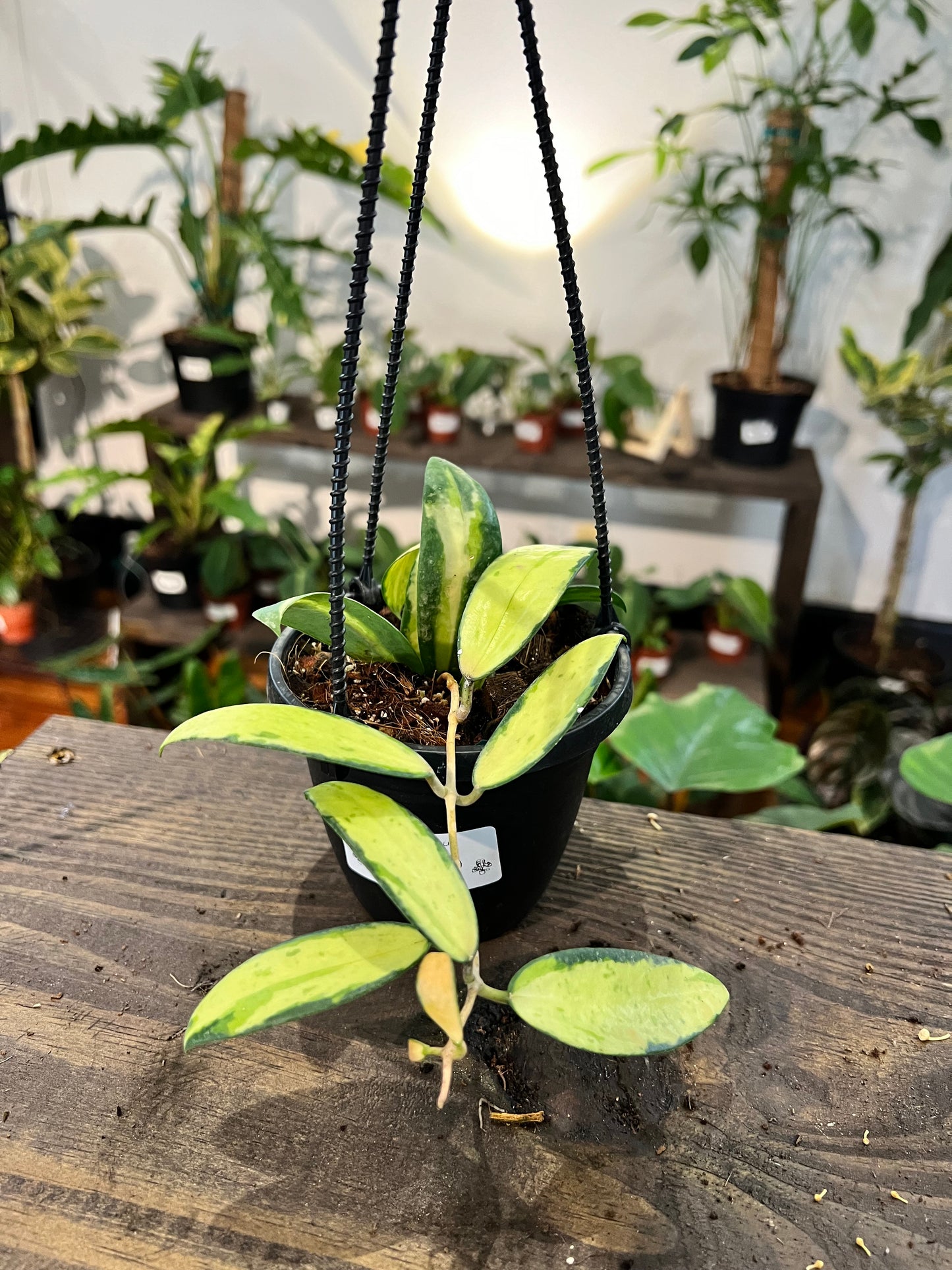 Hoya Acuta Inner Variegated 4” - Rooted Plant