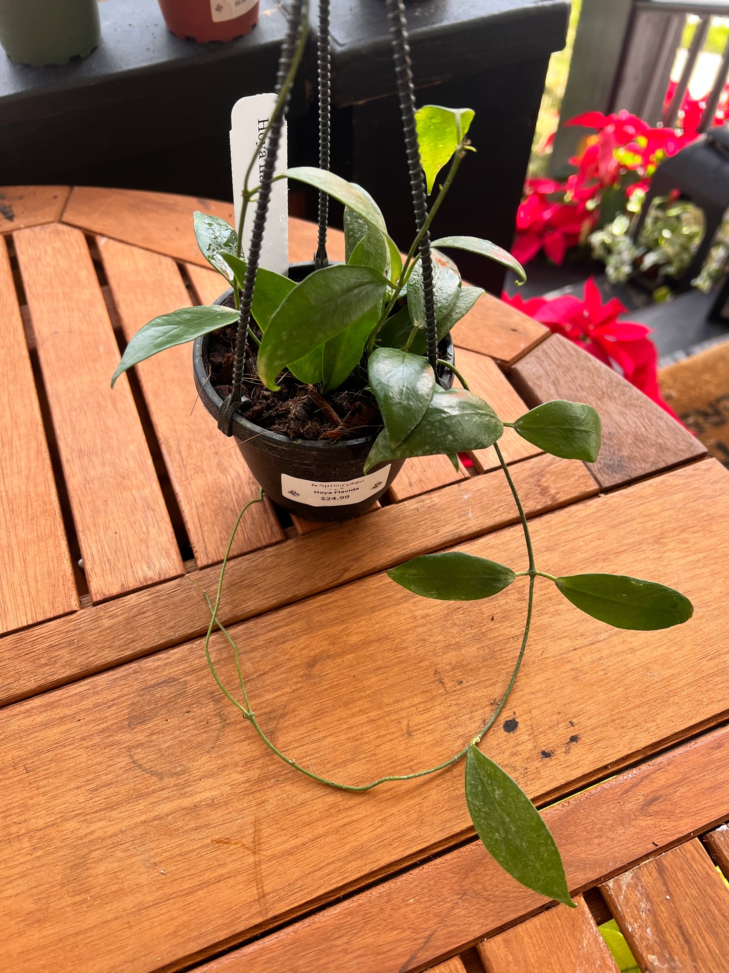 Hoya Flavida 4” - Rooted Plant