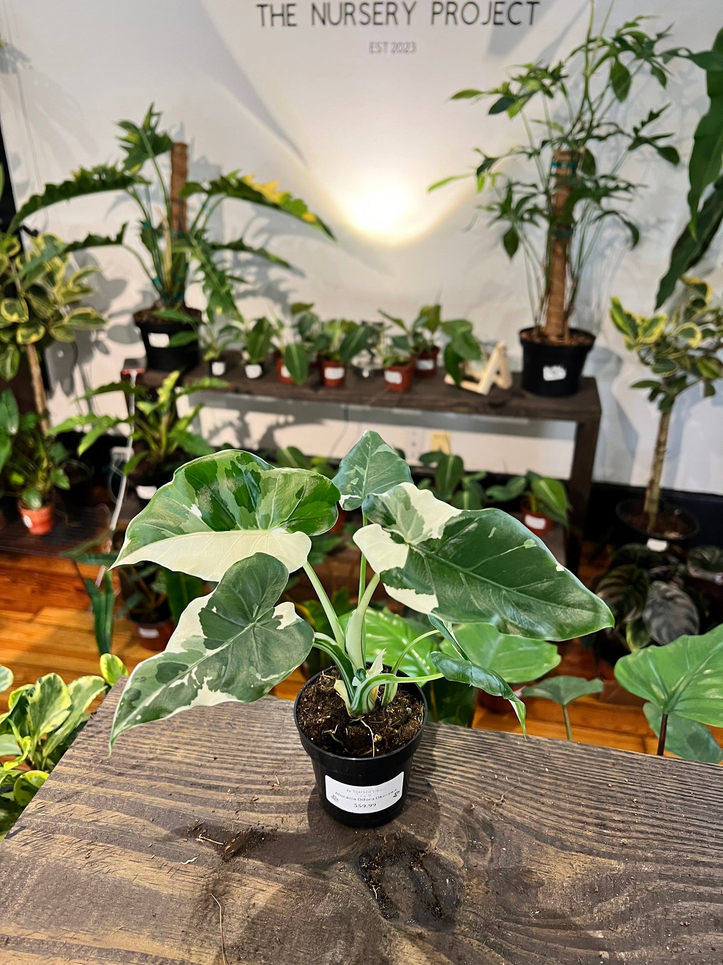 Alocasia Odora Okinawa 4”