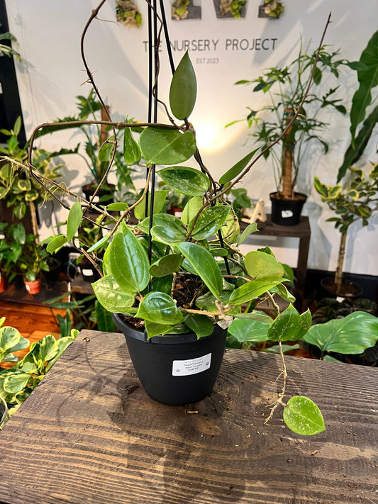 Hoya Parasitica Heart Shaped - Rooted Plant