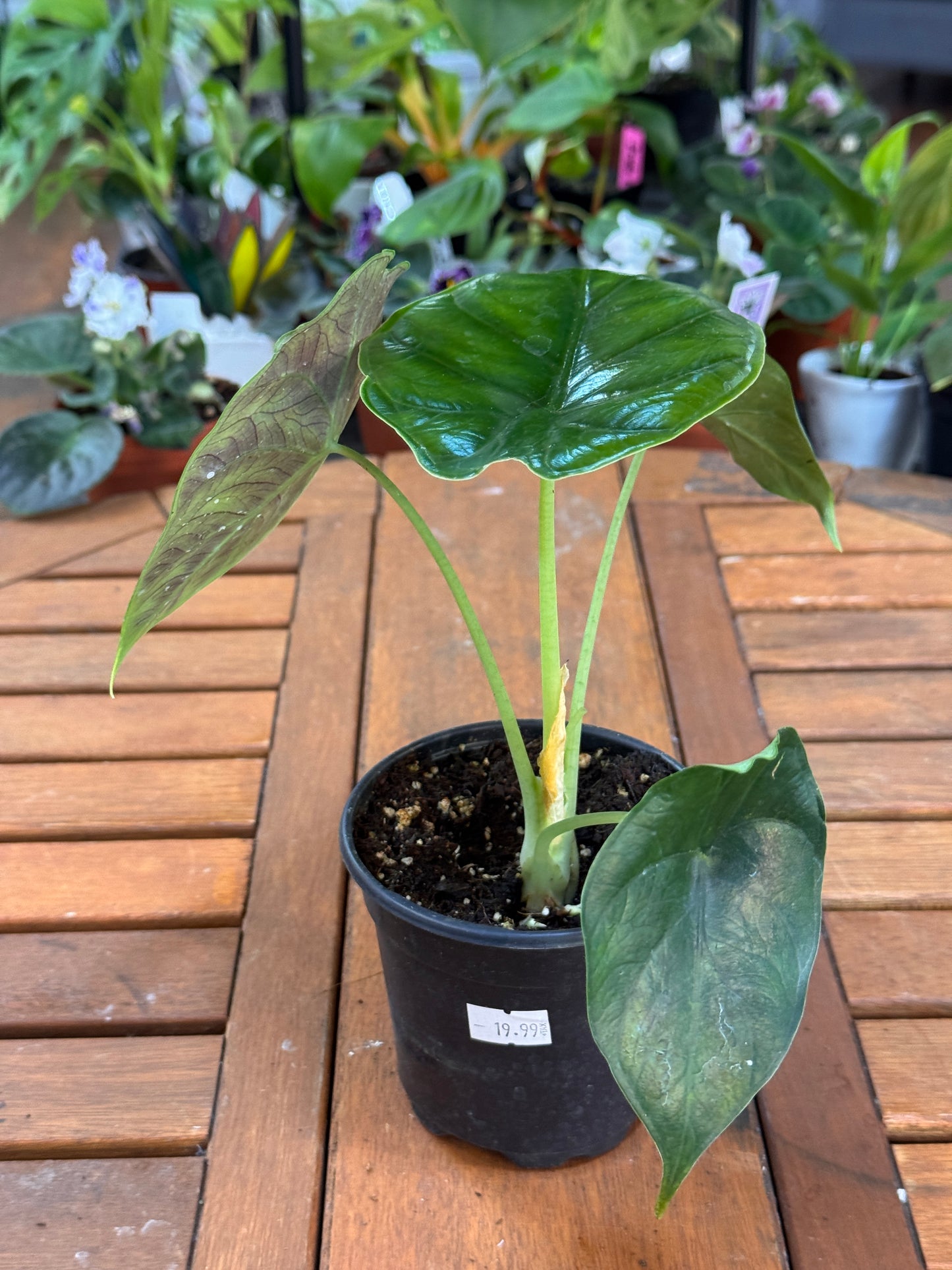 Alocasia Green Unicorn 4”