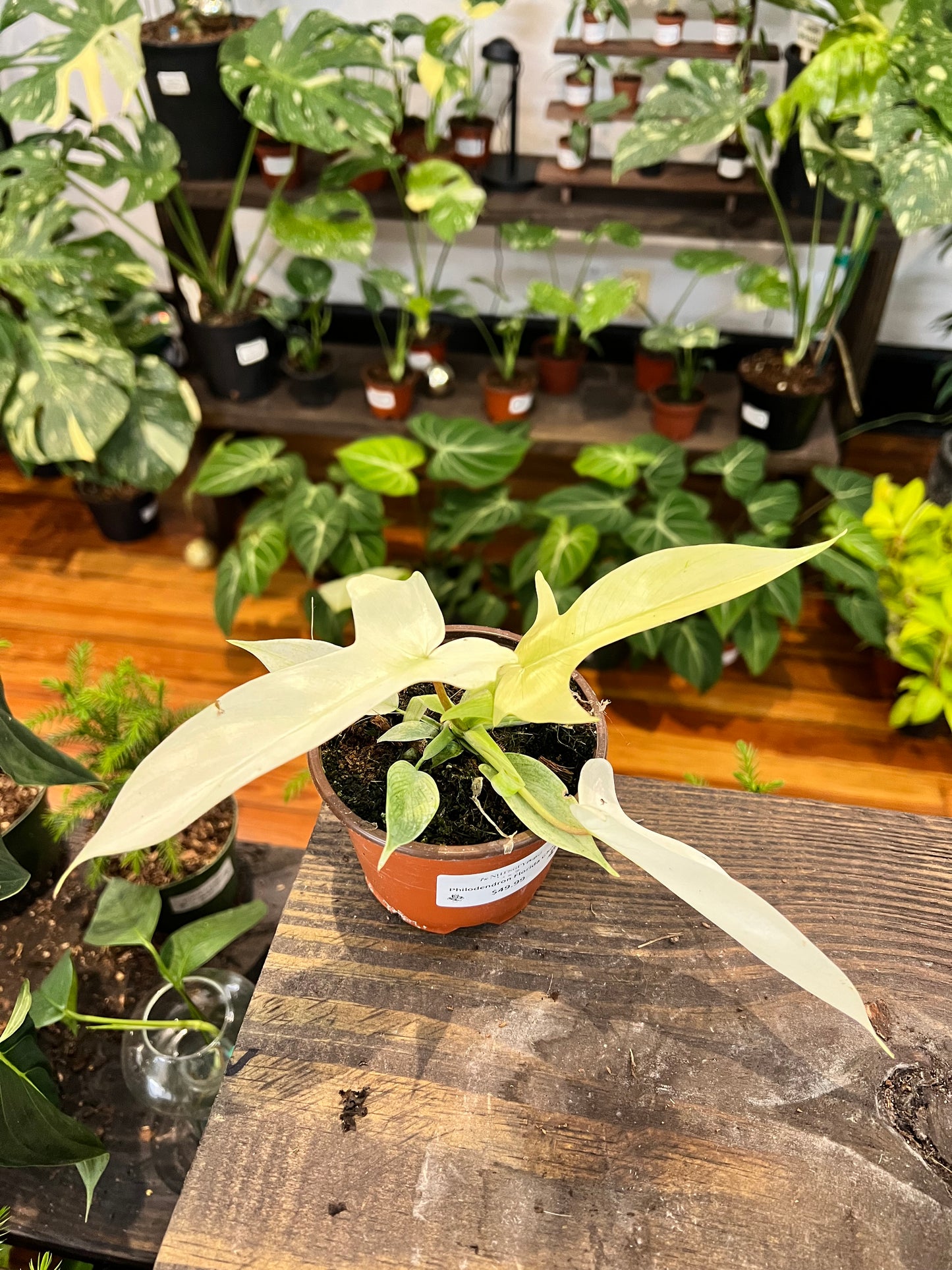 Philodendron Florida Ghost 4”