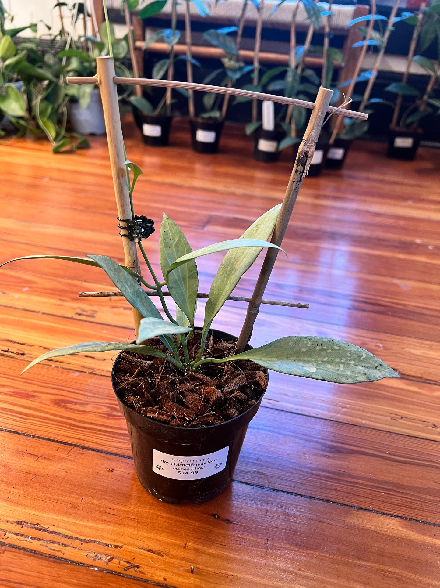 Hoya Nicholsoniae New Guinea Ghost - Rooted Plant