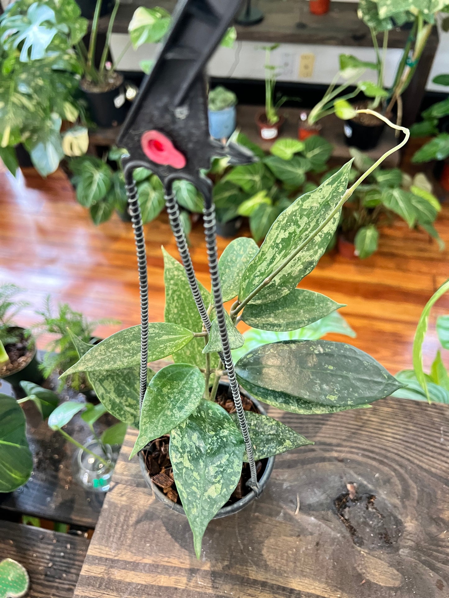 Hoya Latifolia Rangsan Splashy 4” HB - Rooted Plant
