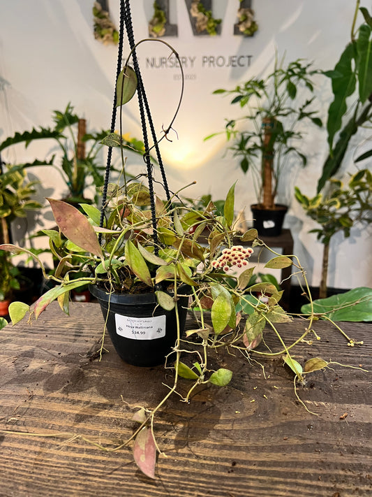 Hoya Walliniana 4” HB - Rooted Plant