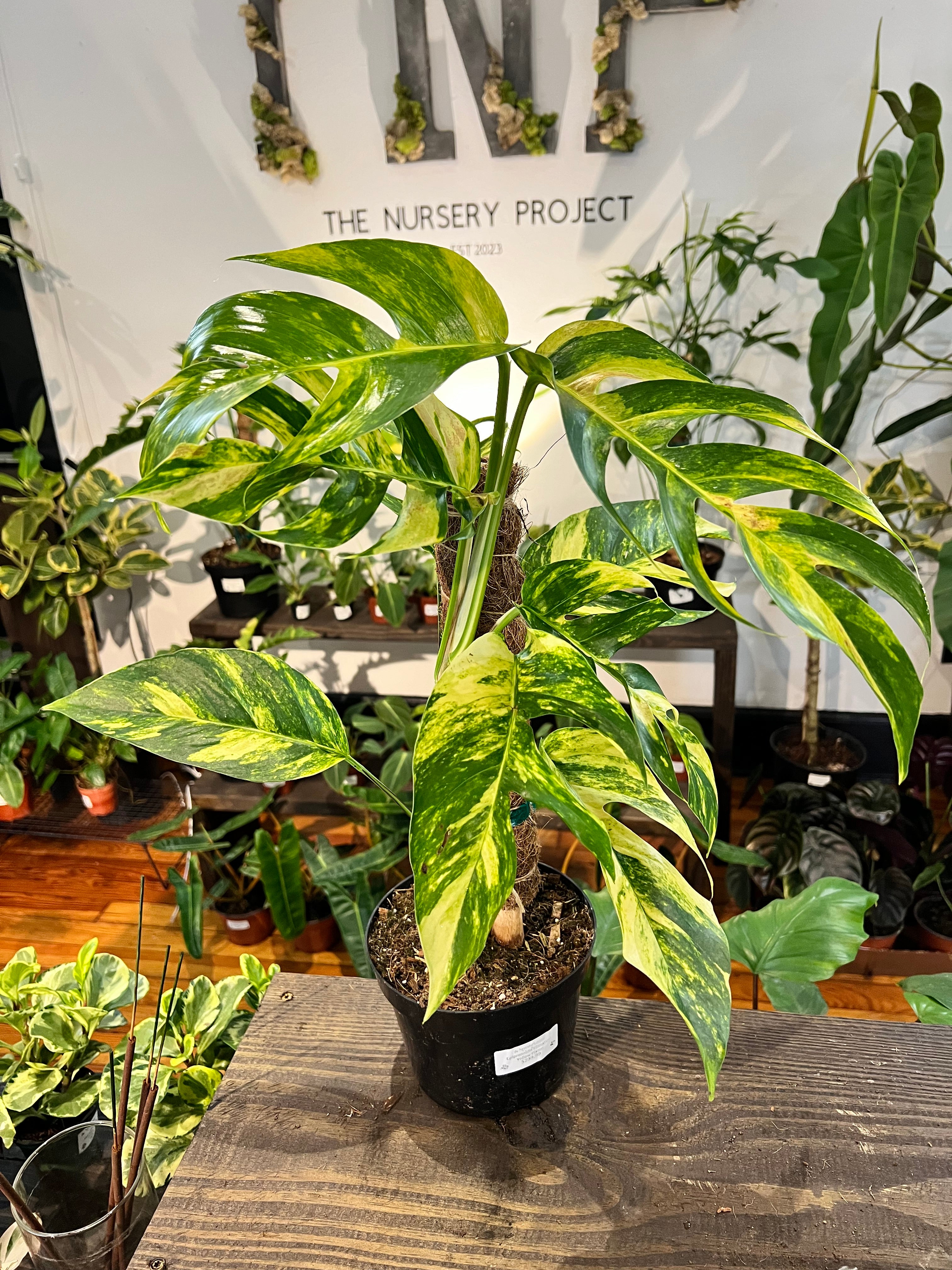 Epipremnum Pinnatum Yellow Flame 6” – The Nursery Project USA