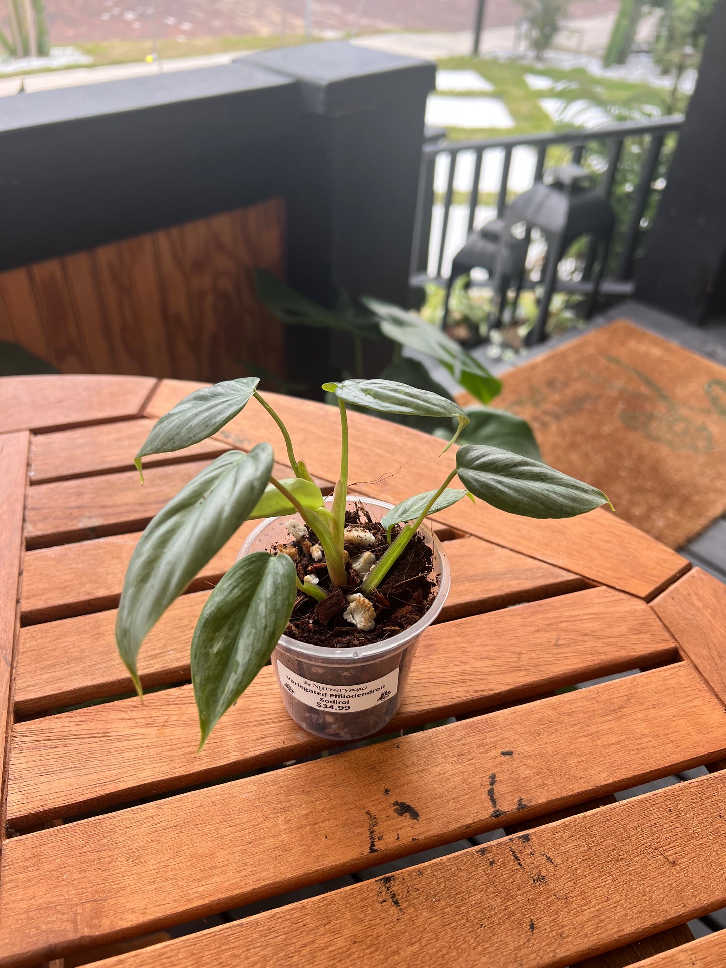 Philodendron Sodiroi 3”