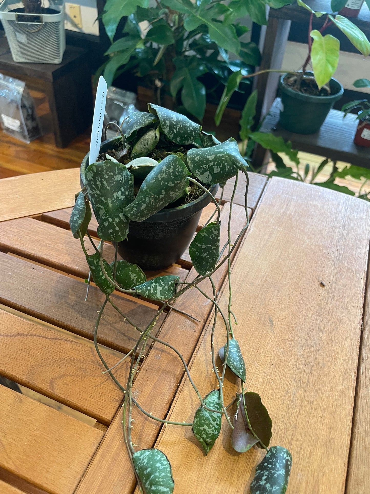Hoya Imbricata - Rooted Plant