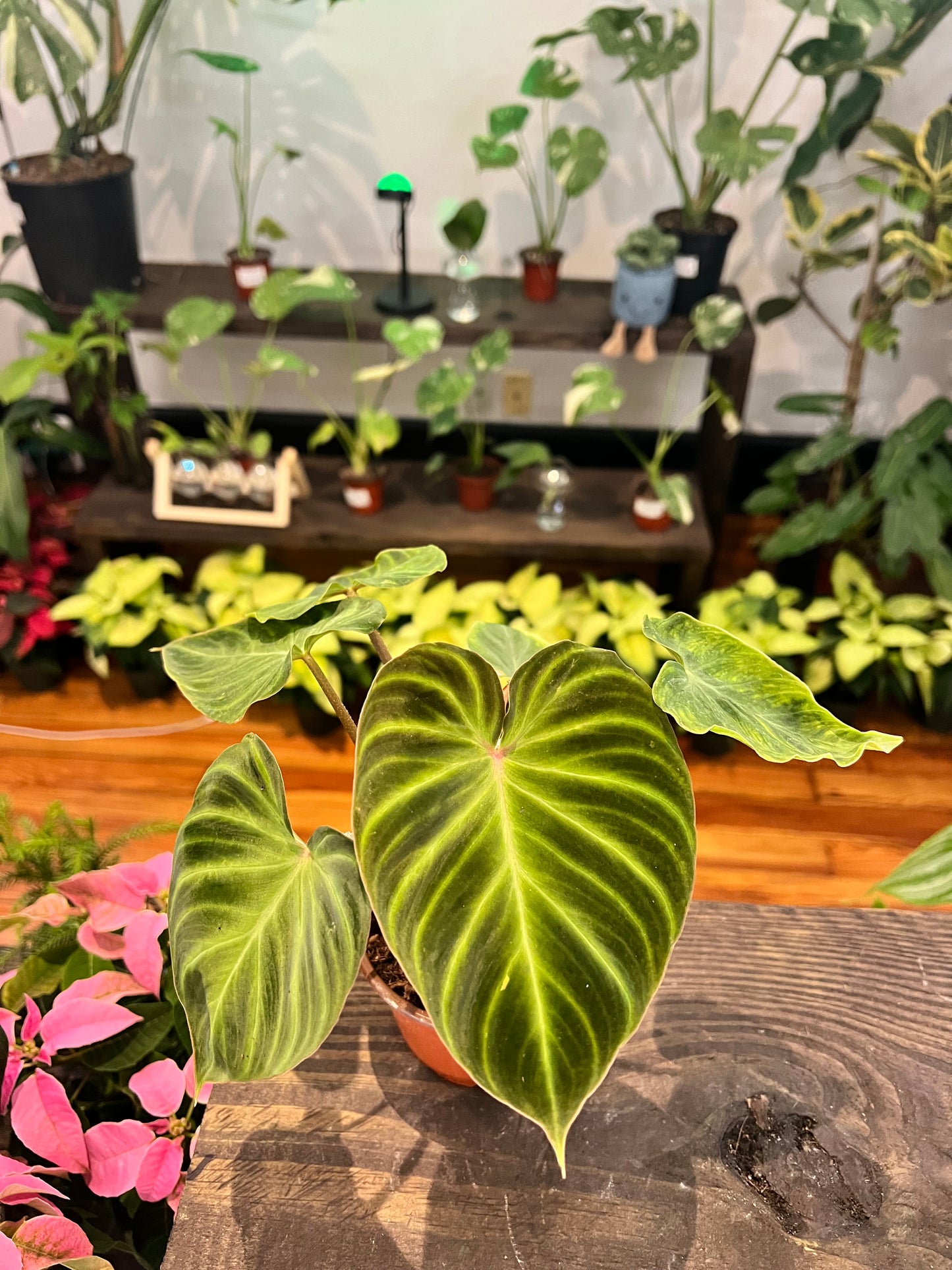 Philodendron Verracosum Starter (bote de 2 pulgadas)