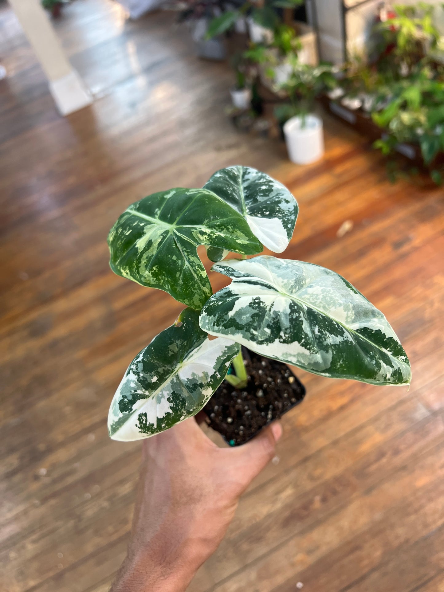 Alocasia Frydek Variada (maceta de 4 pulgadas)