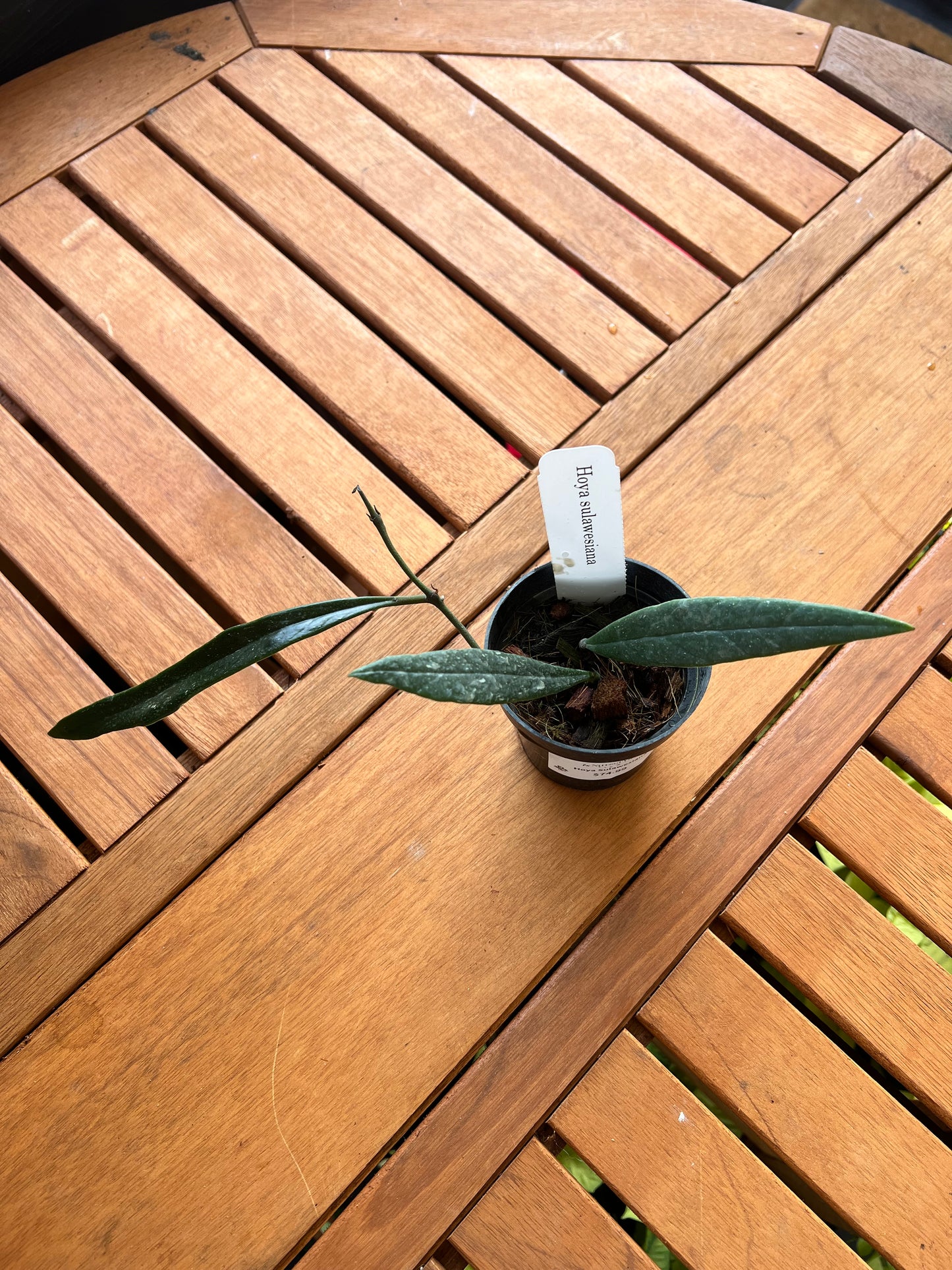 Hoya Sulawesiana 3” - Rooted Plant