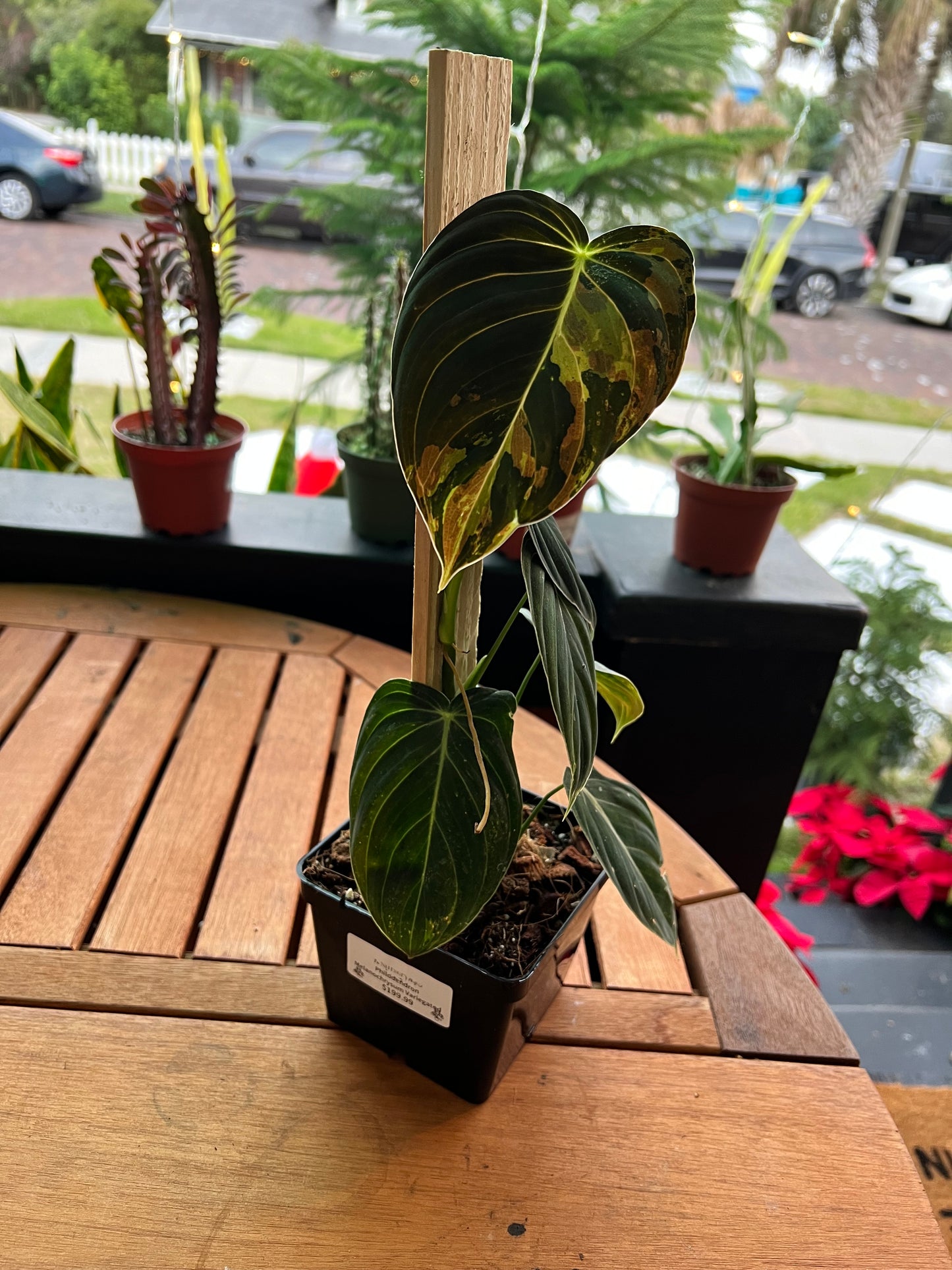 Philodendron Melanochrysum Variegated ‘A’