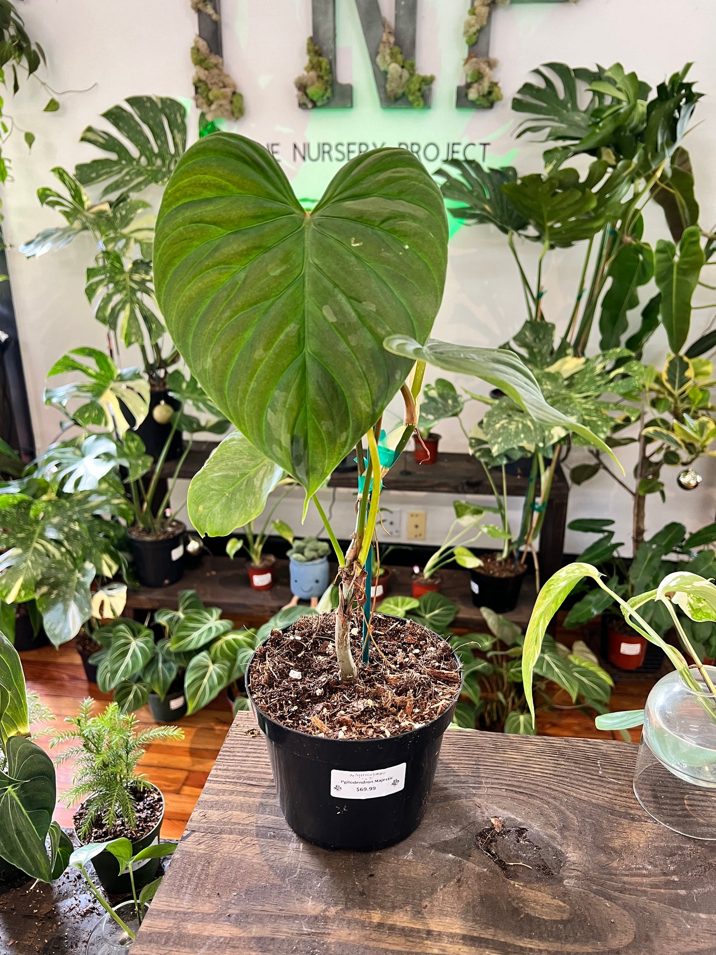 Philodendron Majestic 6”