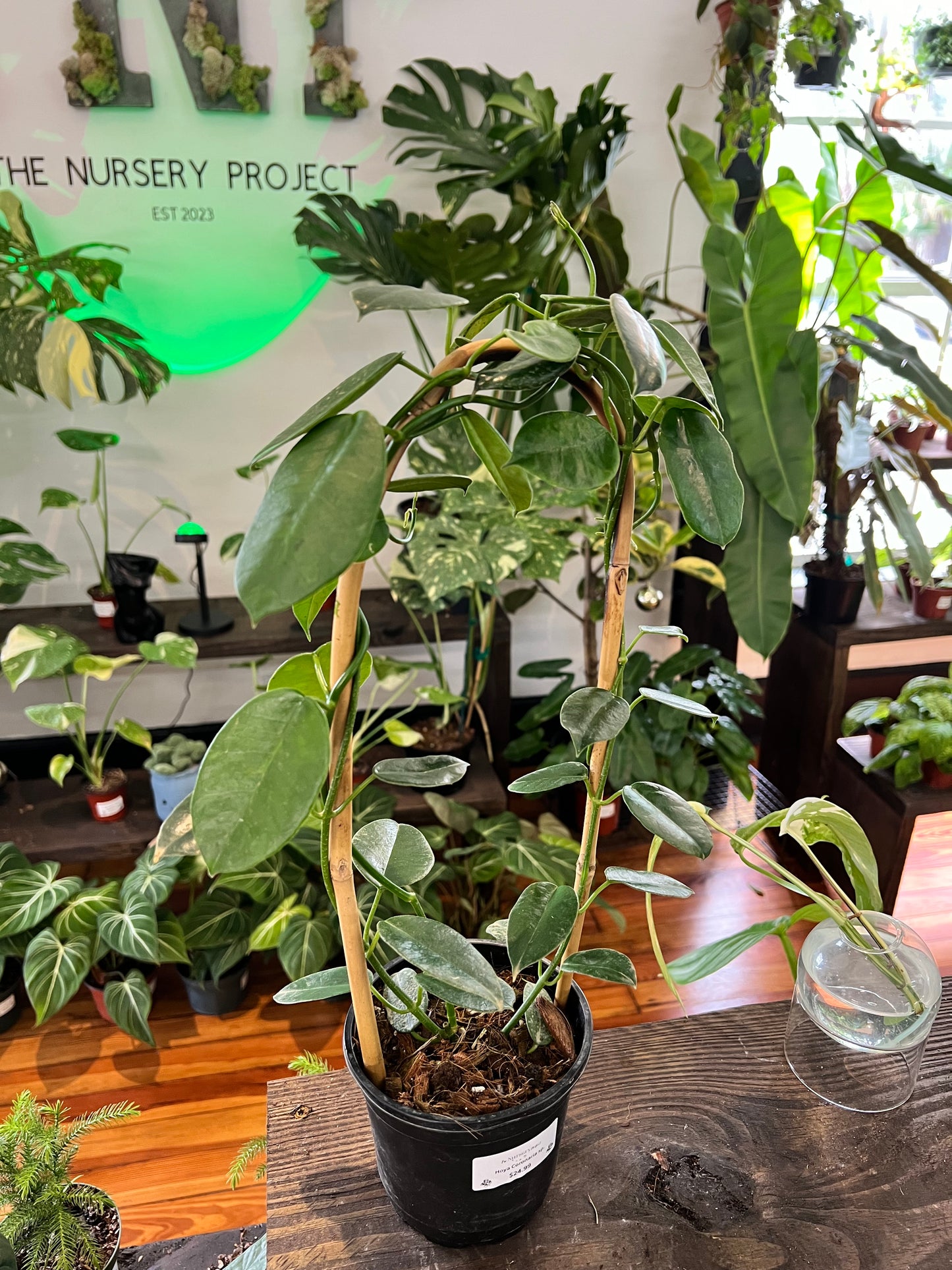 Hoy Coronaria 4” Trellis - Potted Plant