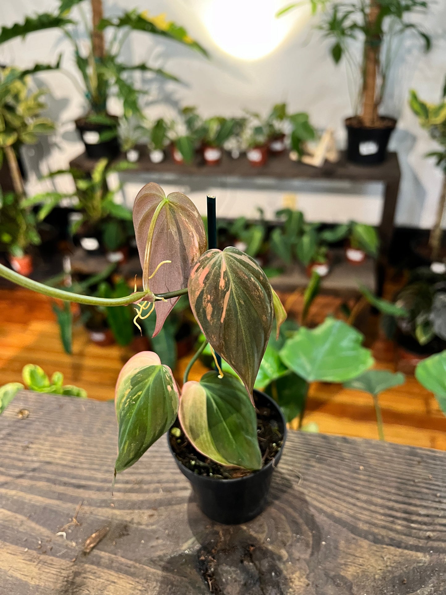 Philodendron Micans Pink Variegated 3”