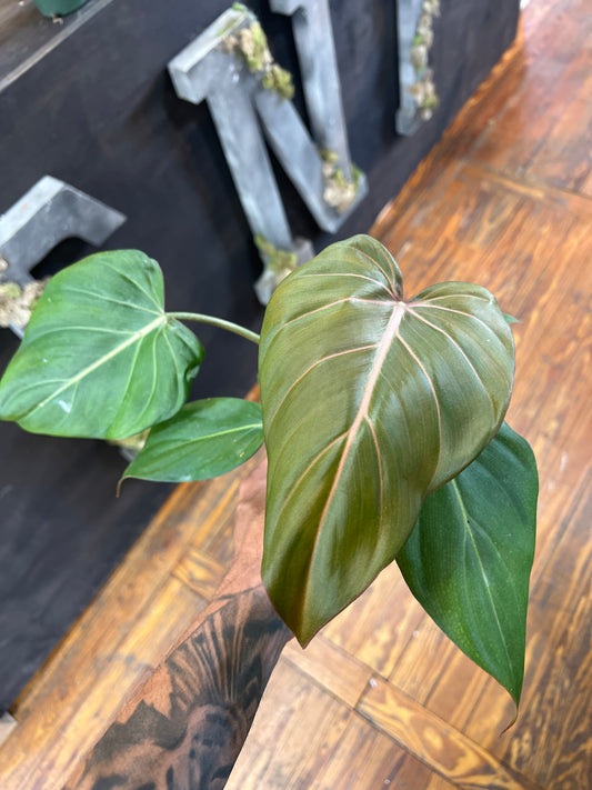 Philodendron Summer Glory