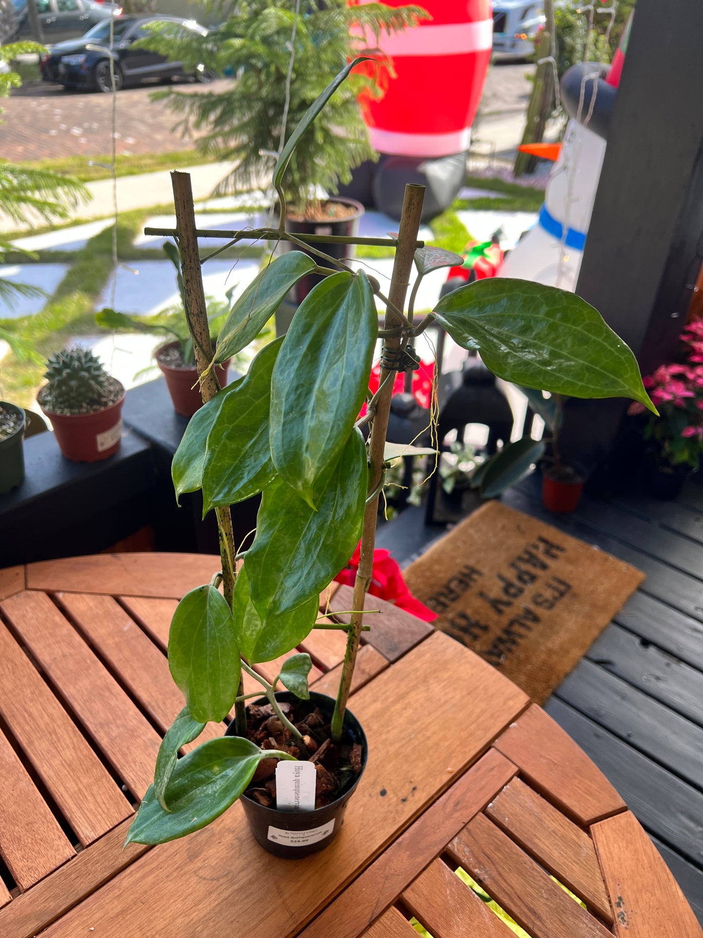 Hoya Quinquenervia 4” Trellis - Rooted Plant