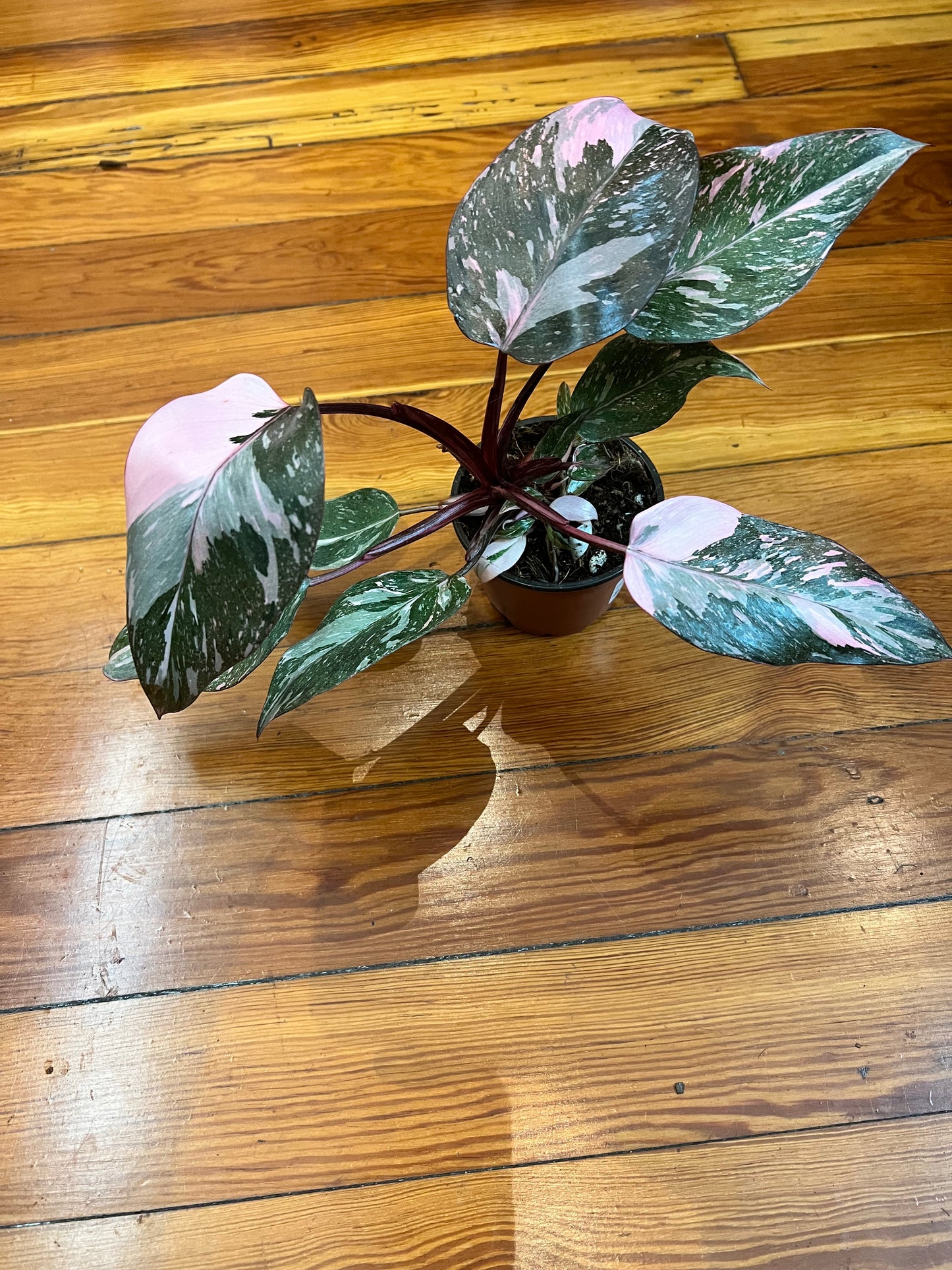 Philodendron Pink Princess Marble King 4”