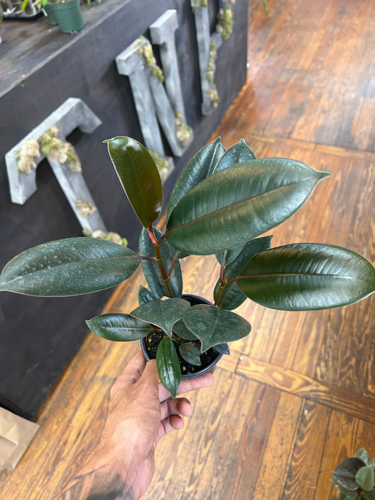 Ficus Burgundy