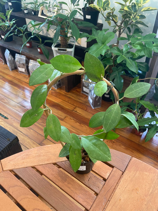 Hoya Elliptica 4” - Rooted Plant