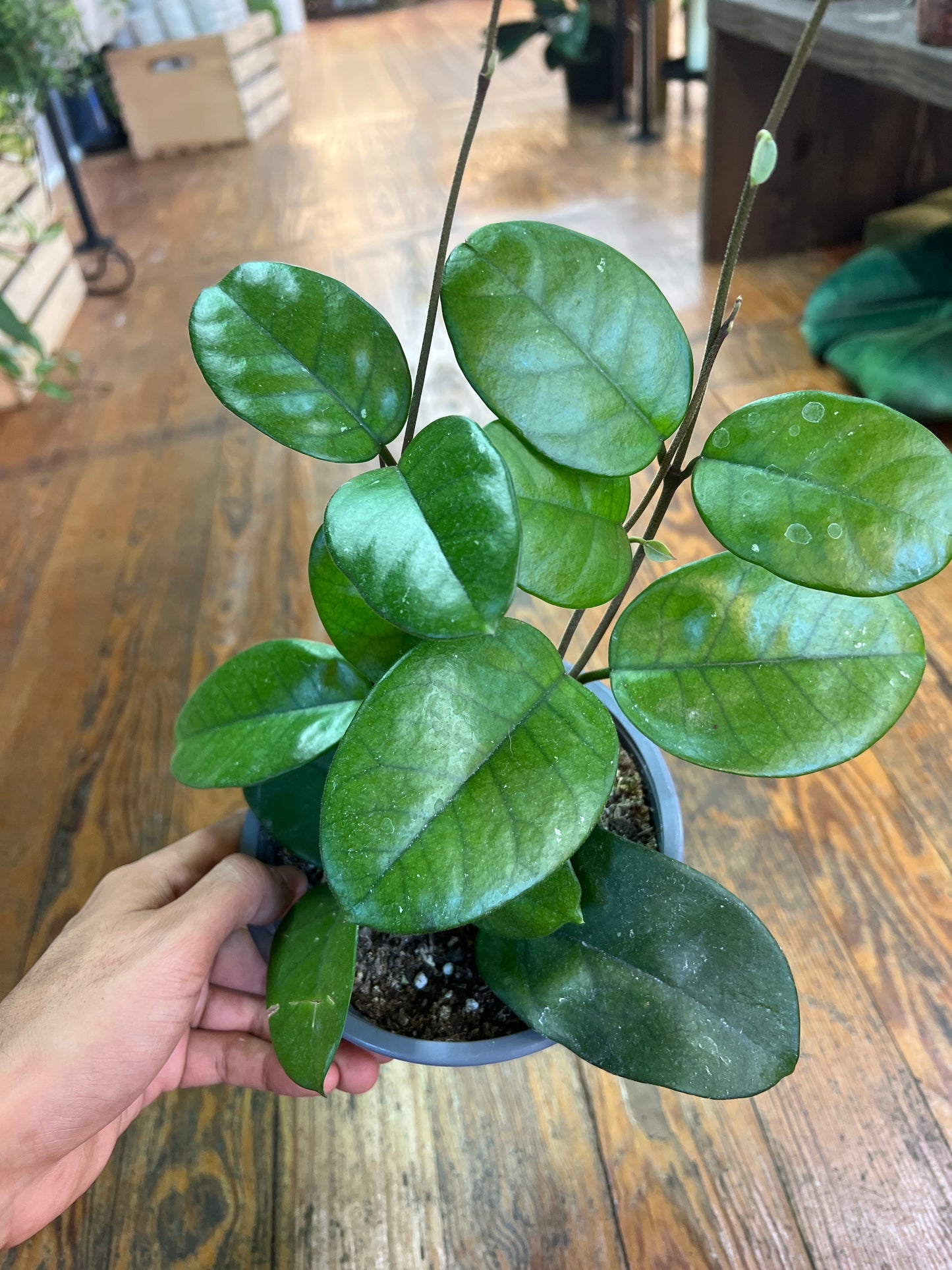 Hoya Fungii