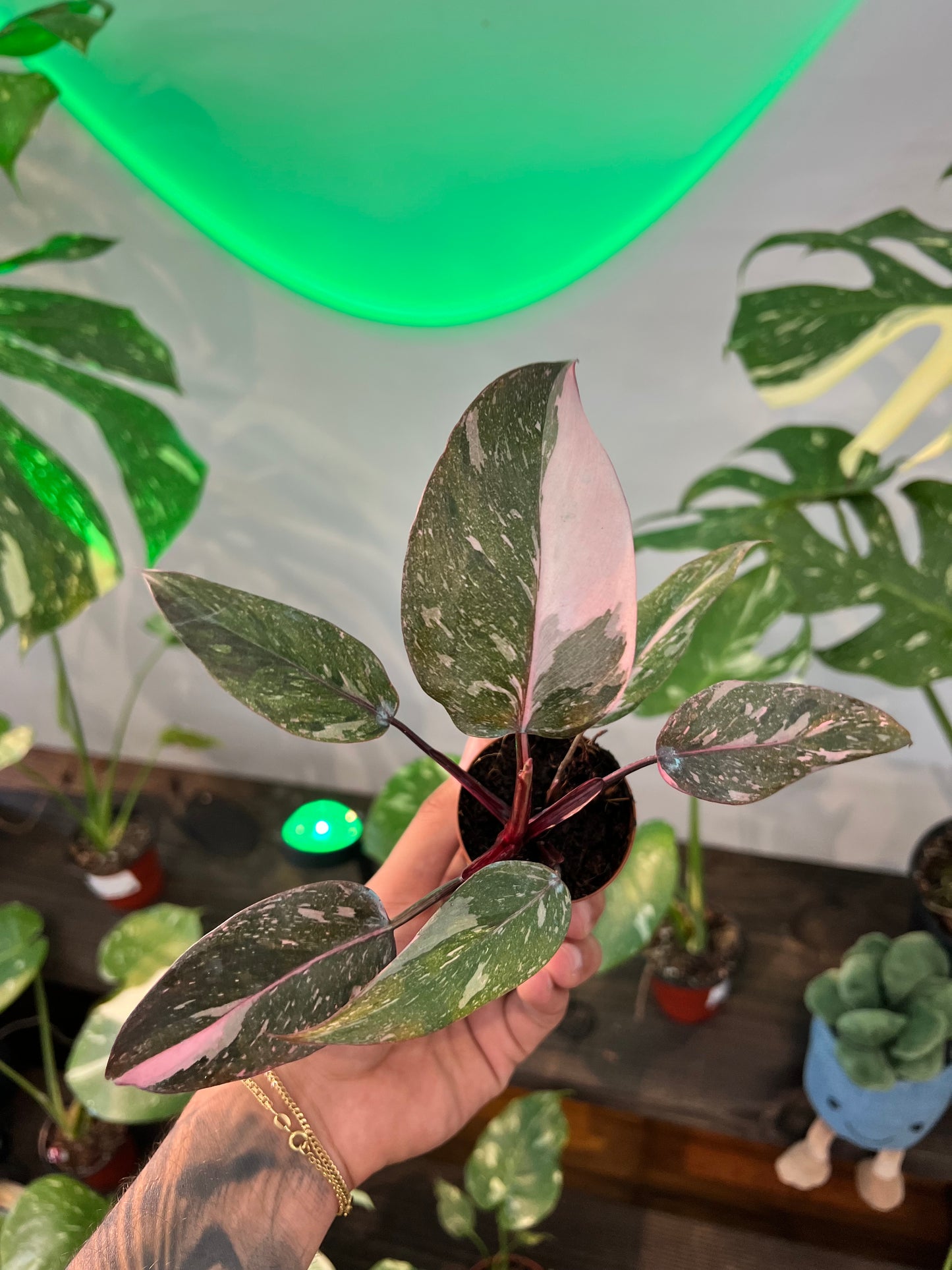 Philodendron Pink Princess Marble King 2”