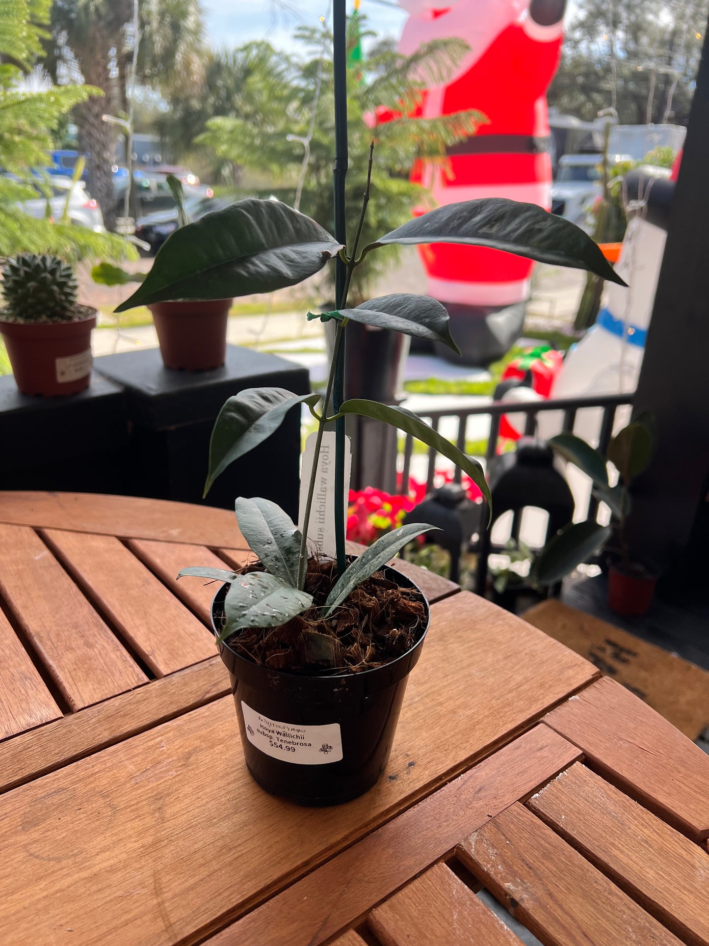 Hoya Wallichii subs. Tenebrosa 4” - Rooted Plant