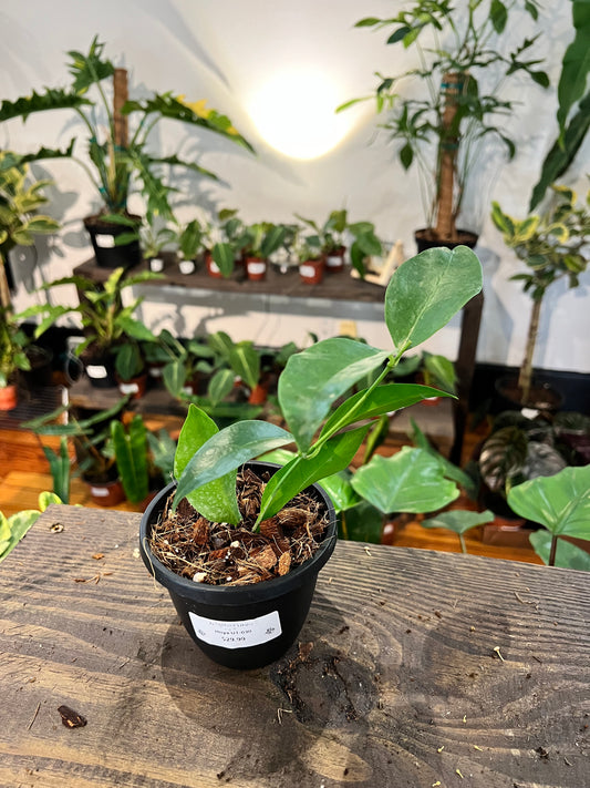 Hoya UT-030 4” - Rooted Plant