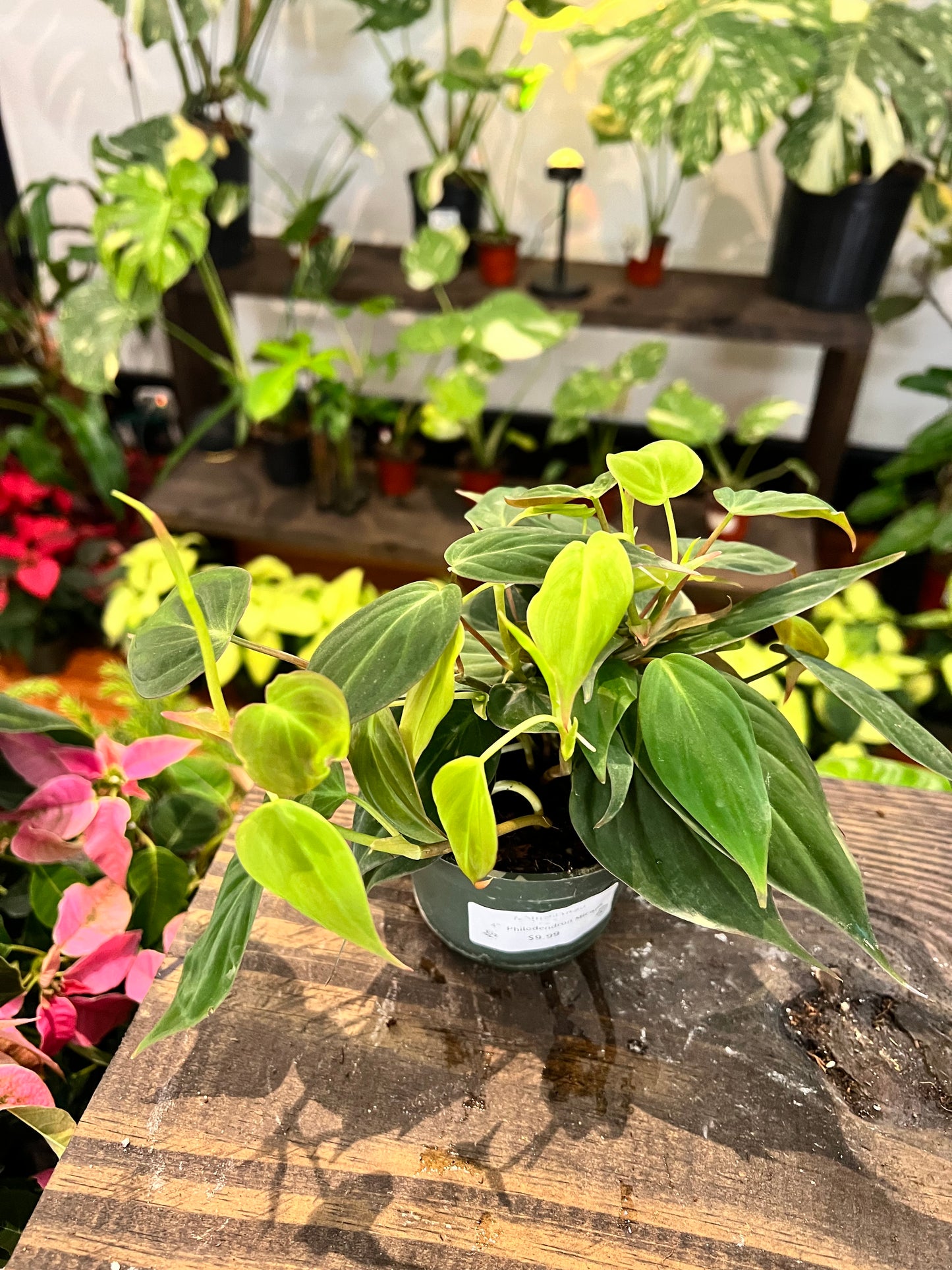 Philodendron Micans 4”