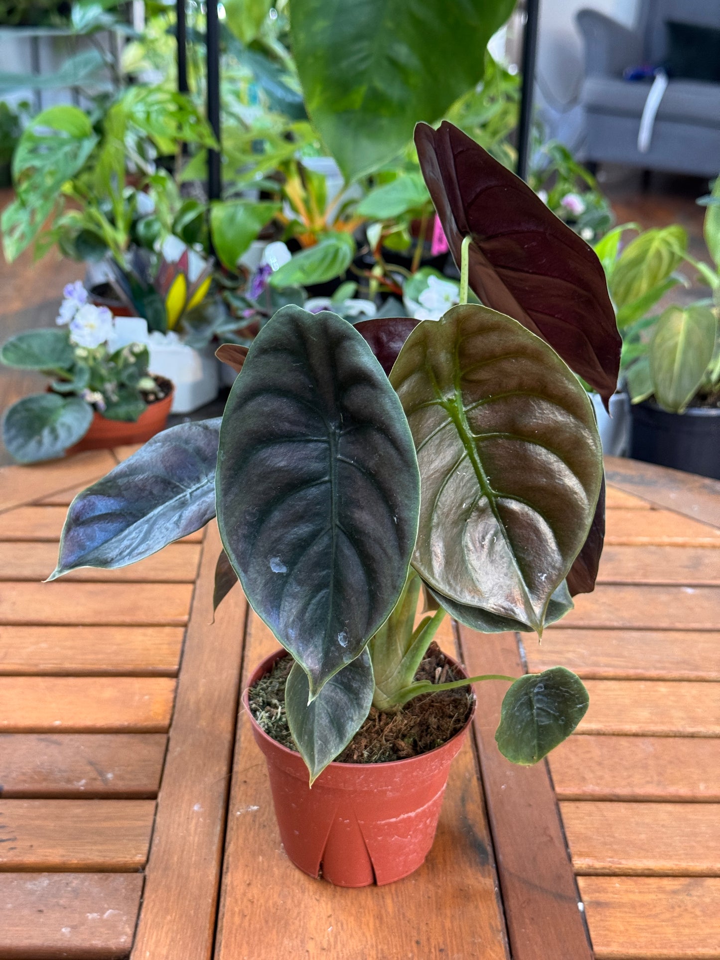 Alocasia Cuprea 4”