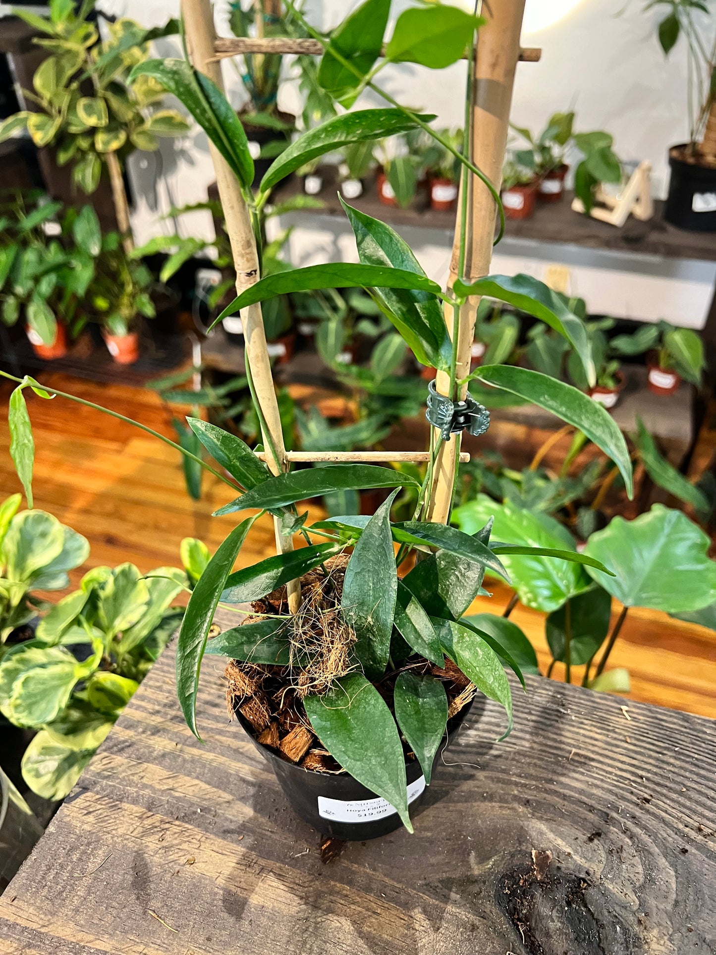 Hoya Filiformis 4” - Rooted Plant