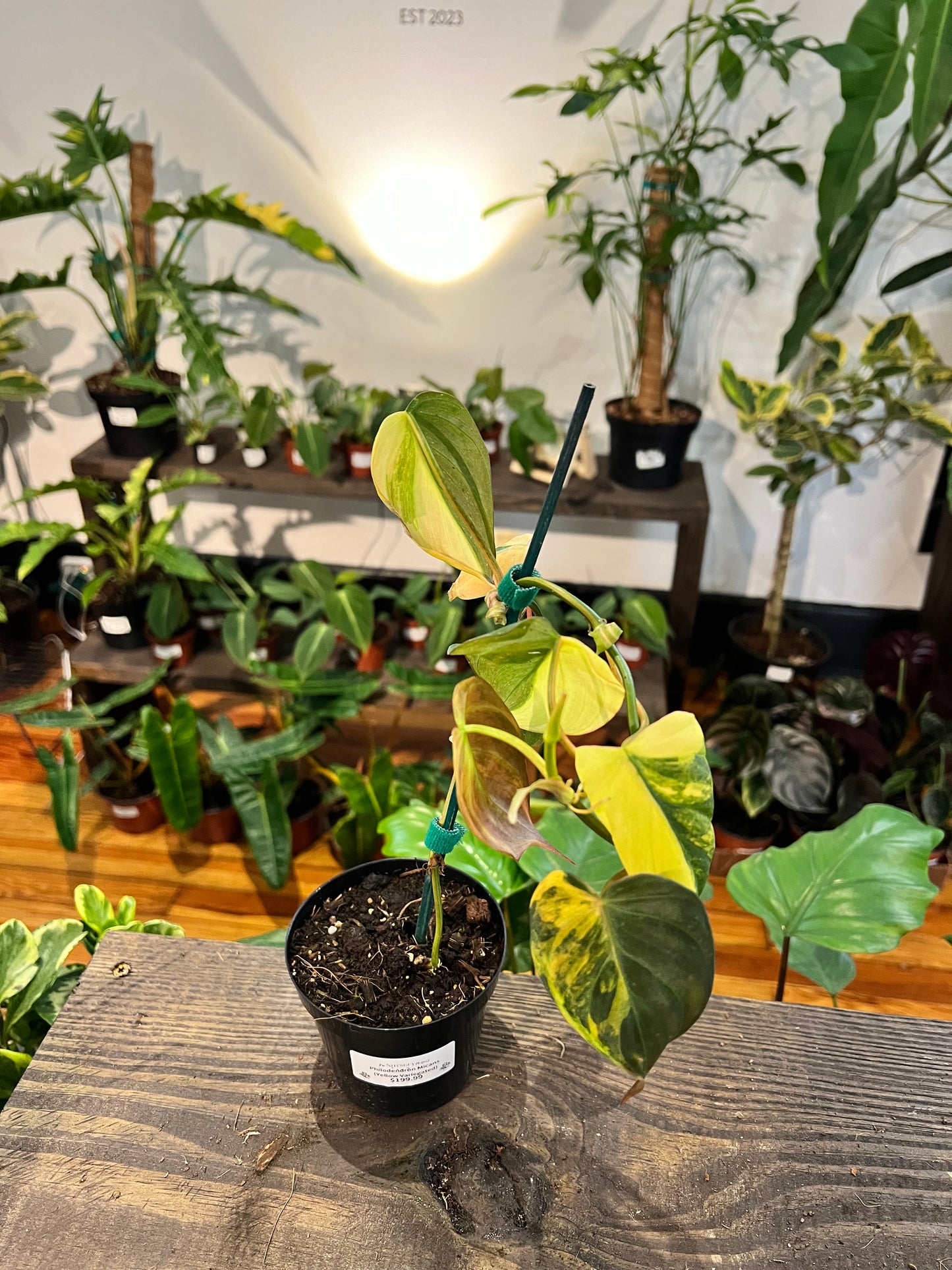 Philodendron Micans Yellow Variegated 3”