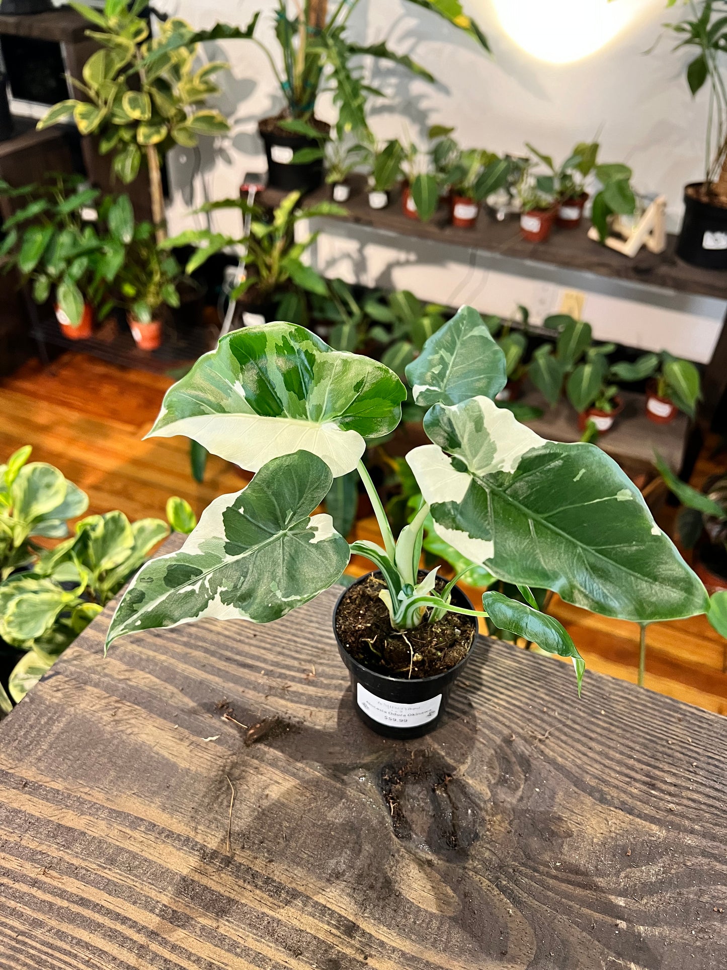 Alocasia Odora Okinawa 4”